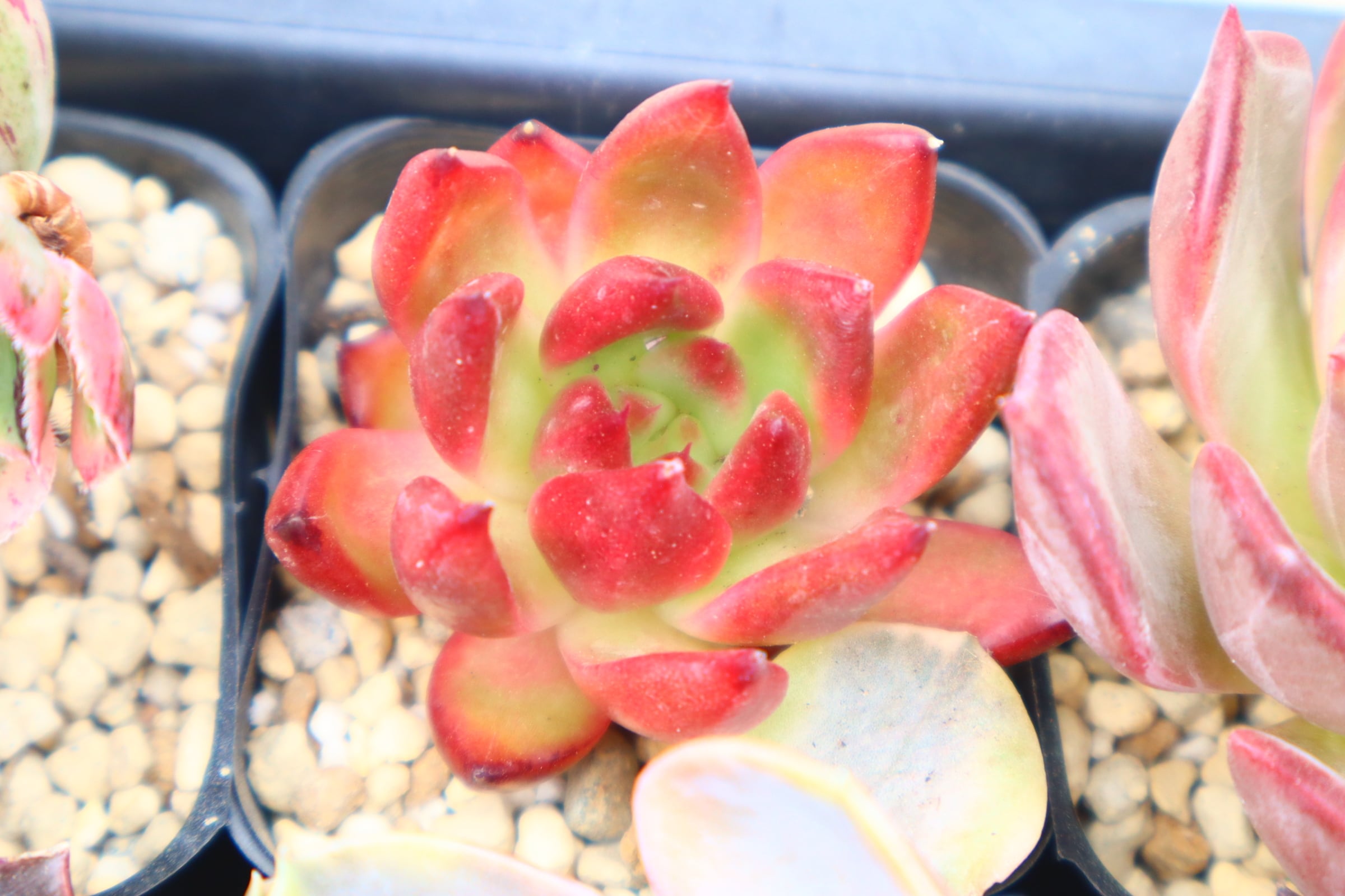 746.エケベリア・フランクオーシャン | 二代目大和高原の多肉屋