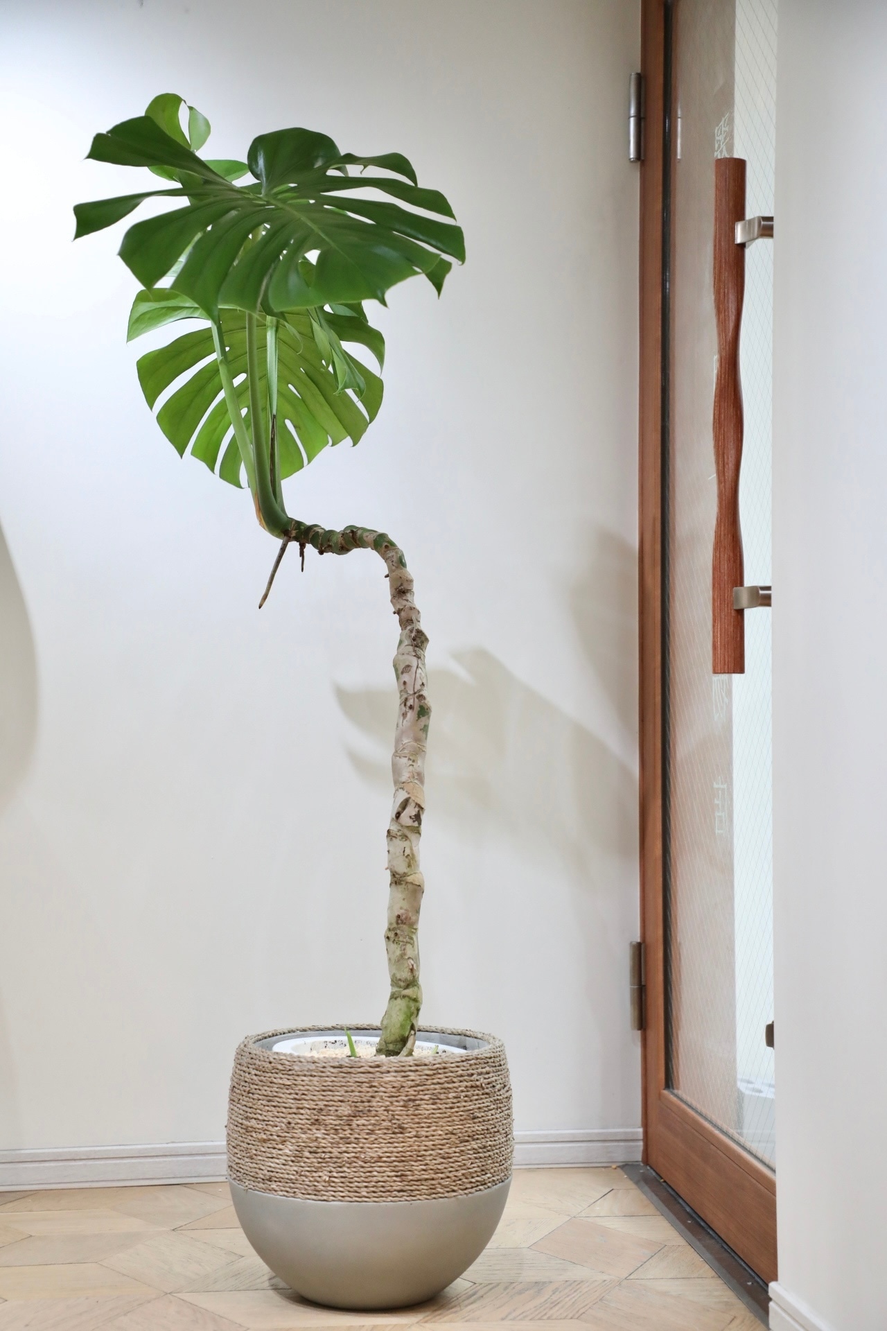 【渋谷区周辺エリア配送無料】【L/155cm】モンステラ デリシオーサ ※陶器鉢カバー別売