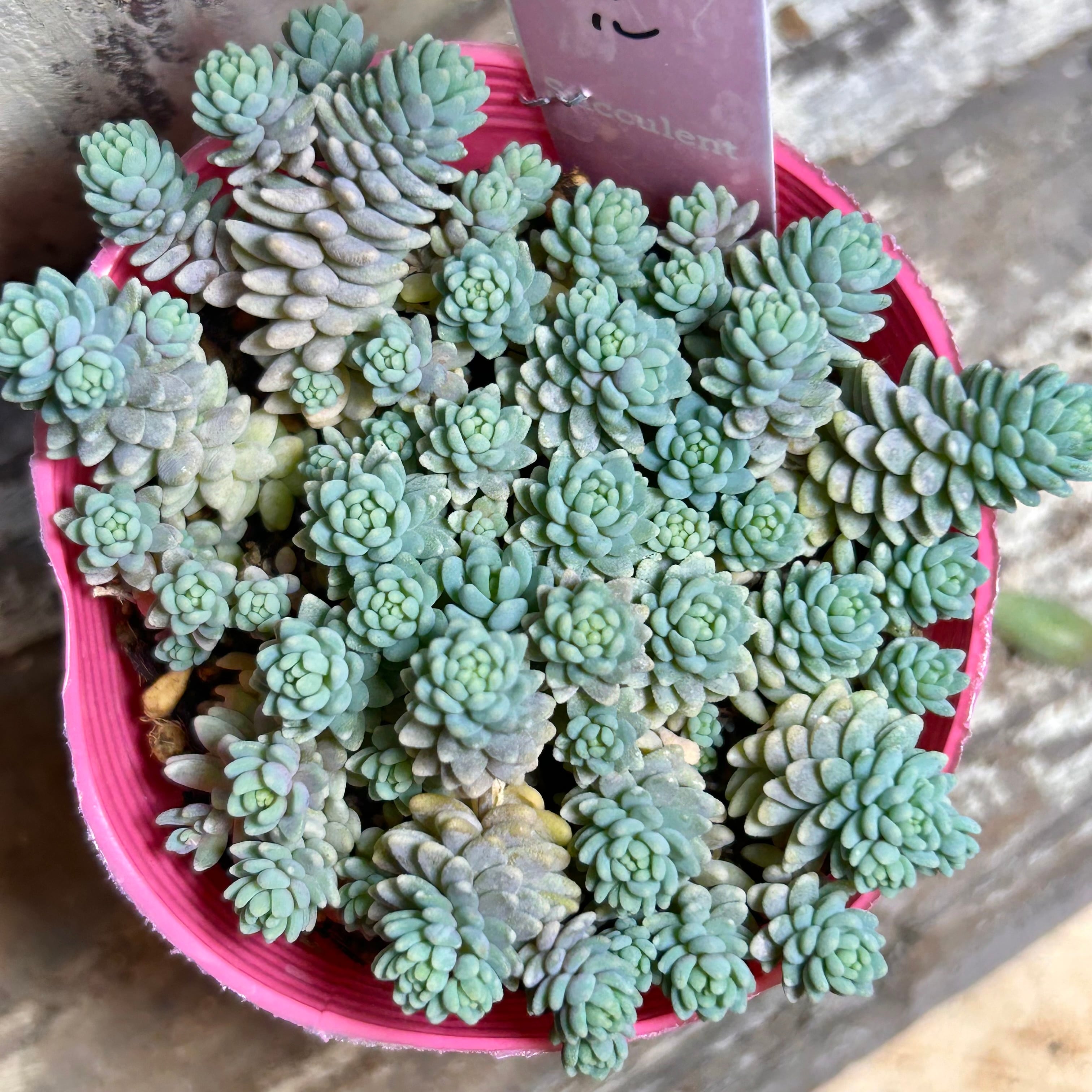 プーさん様 ミソップさん 4苗 RuPo 多肉植物専門店