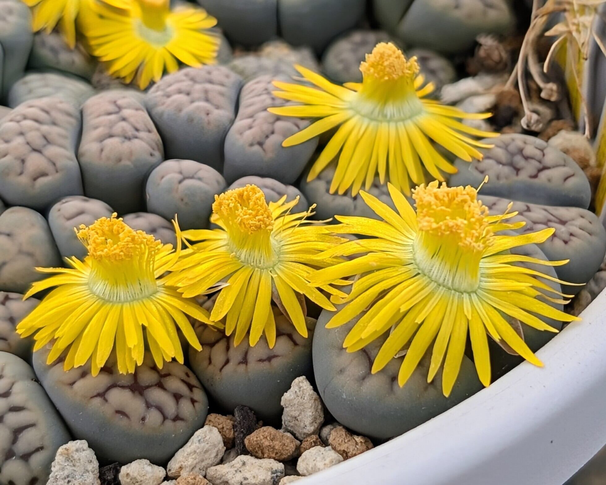 種子(少量パック)/30粒】Lithops schwantesii var. urikosensis (C 248
