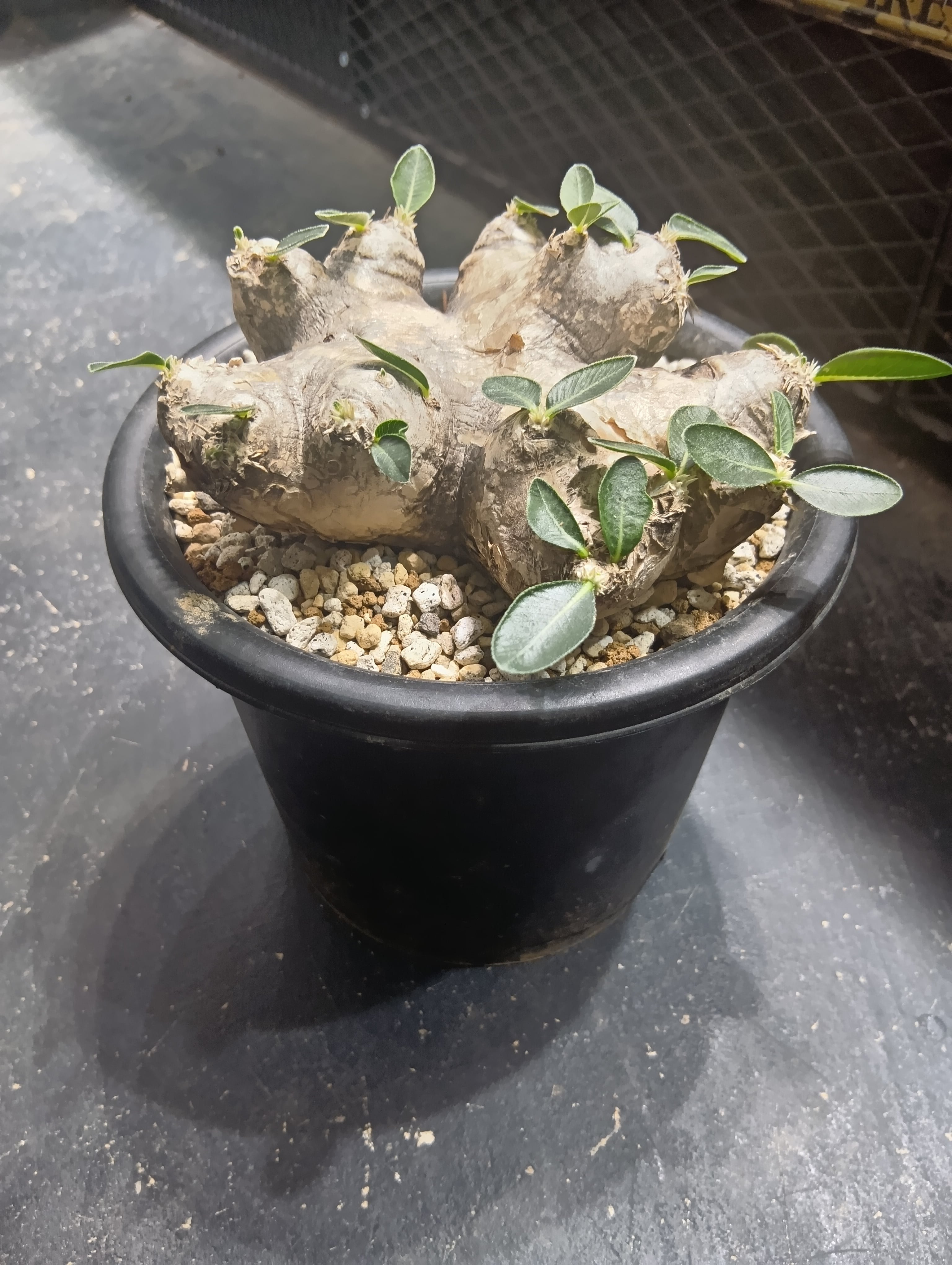 パキポディウム ブレビカウレ 現地球No.2 | Buenaplant