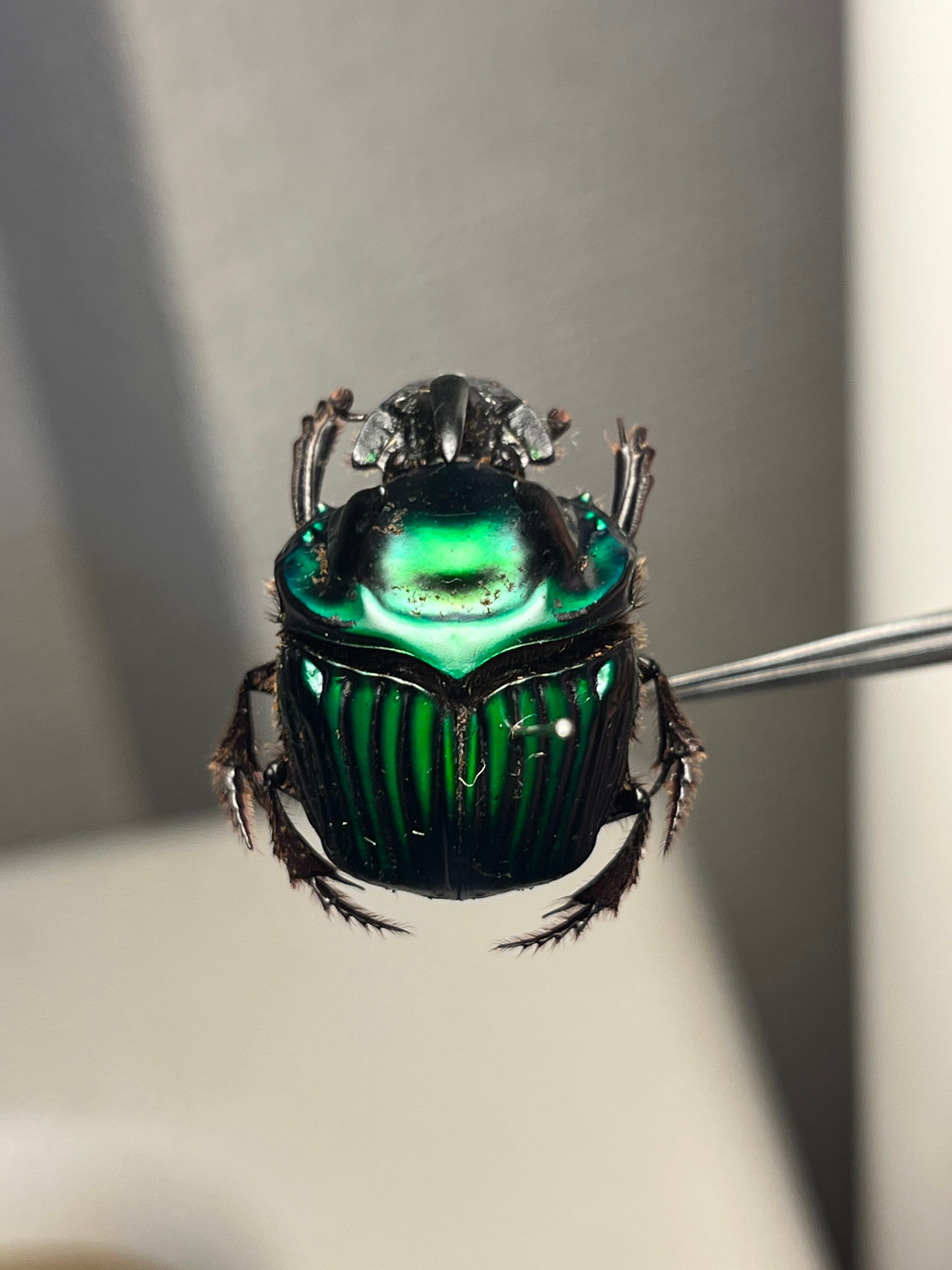 26mm♂】ミドリツヤダイコクコガネ フンチュウ糞虫昆虫標本甲虫