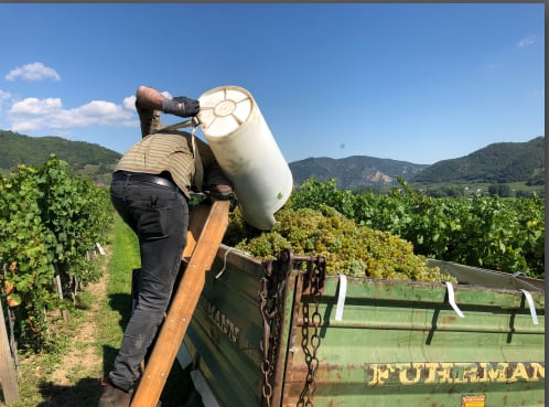 新VT【プラーガー】グリューナー・フェルトリーナー・ヒンター・デル・ブルグ フェーダーシュピール　2023