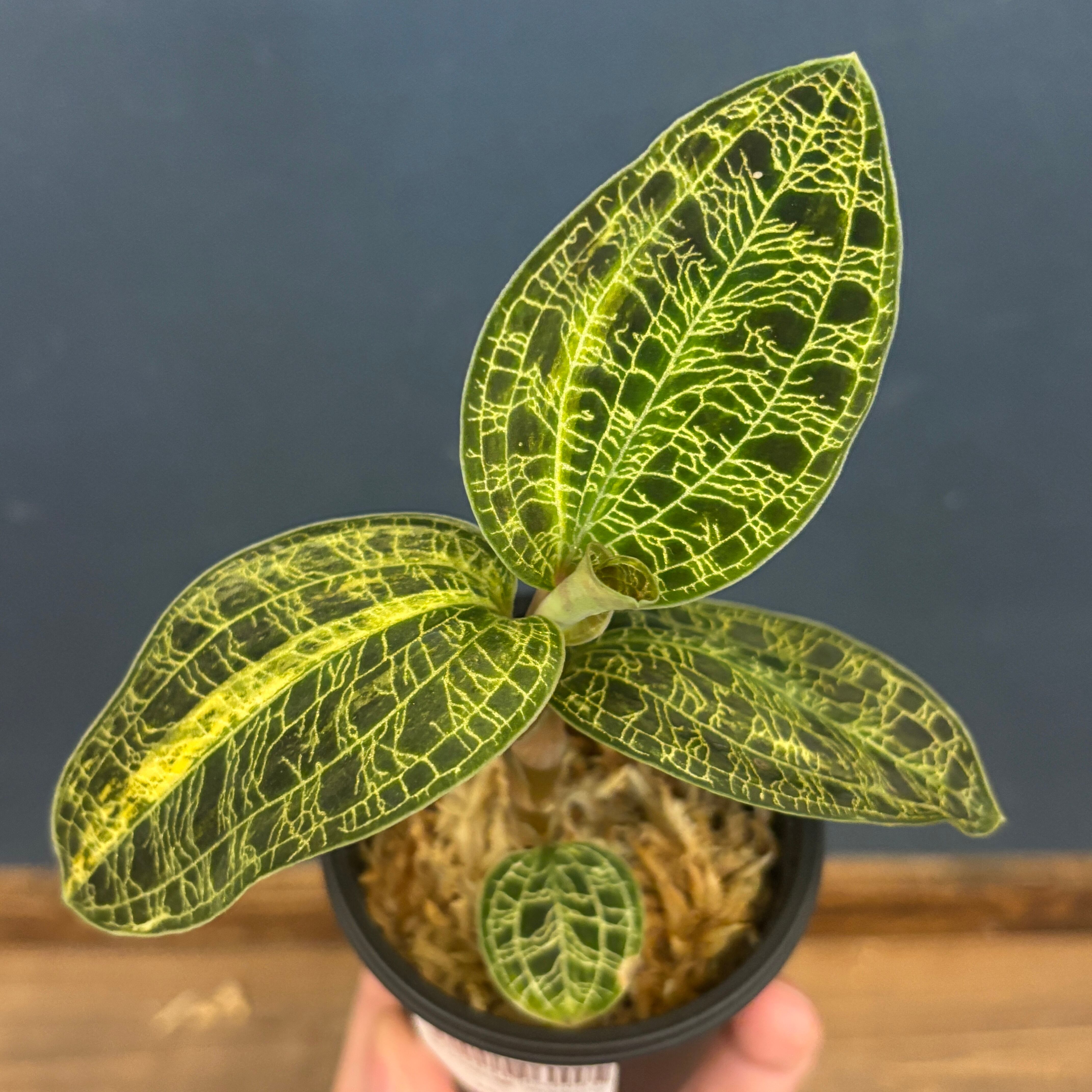 ジュエルオーキッド マコデスペトラ 斑入り【813】