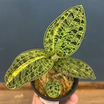 ジュエルオーキッド マコデスペトラ 斑入り【813】