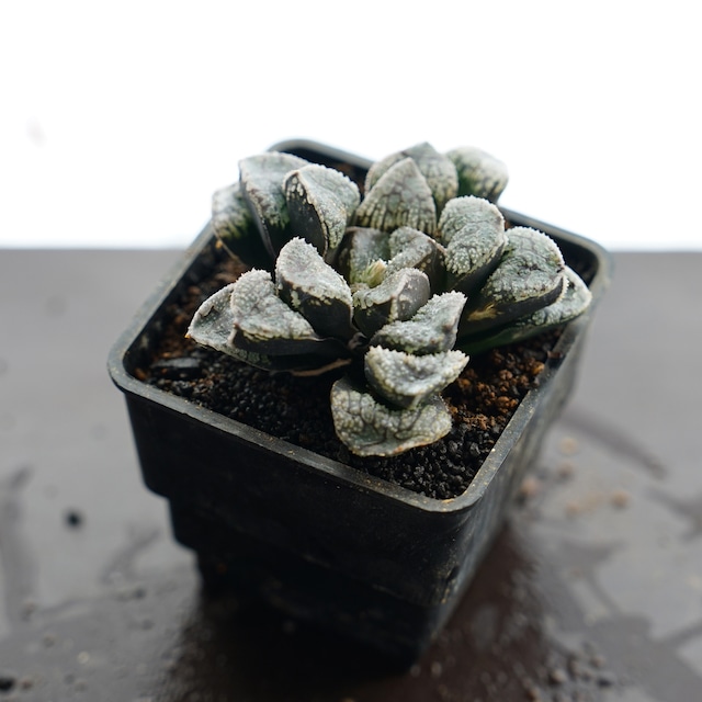 カット苗 ハオルチア モルドール Haworthia 'Mordor'