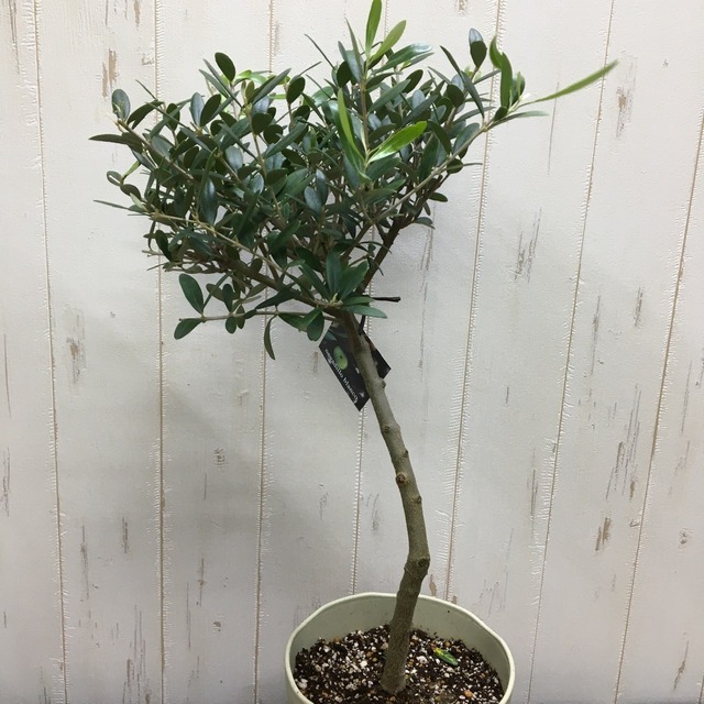 盆栽樹形 オリーブの木 ネバディロブランコ Souju 6号鉢 A 5 Plants Shop Olive