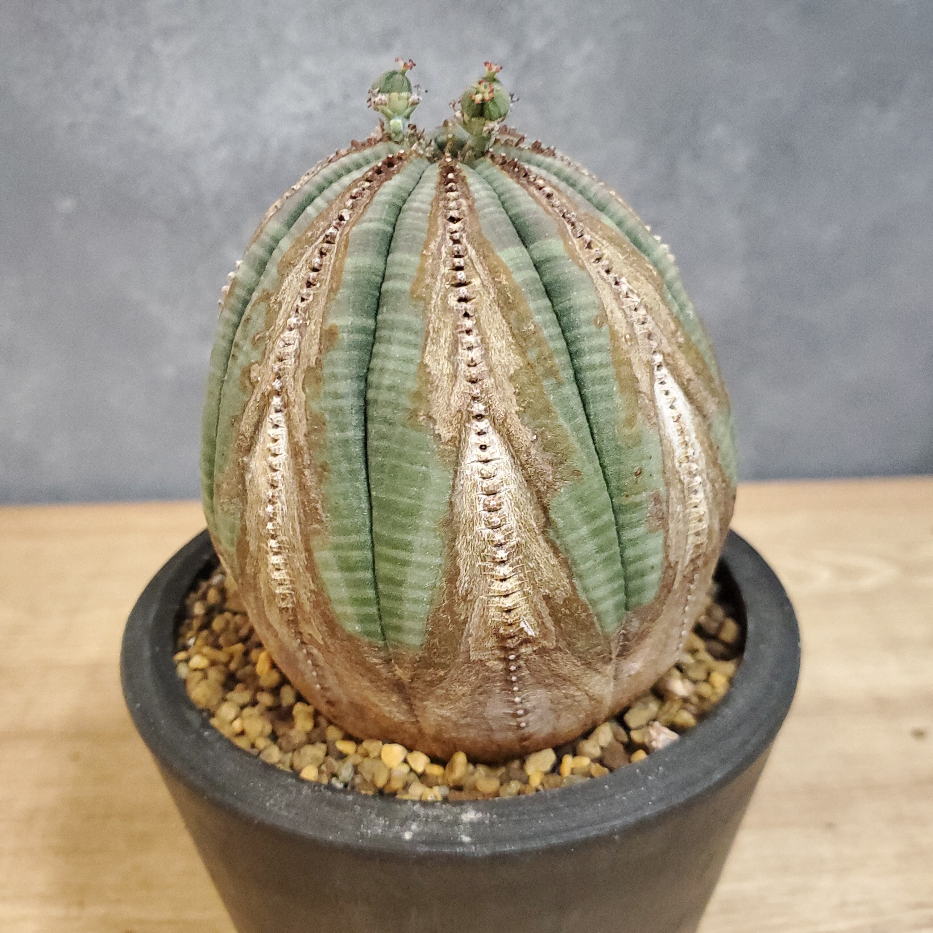 S076 塊根植物 Euphorbia obesaユーフォルビア オベサ 10株-