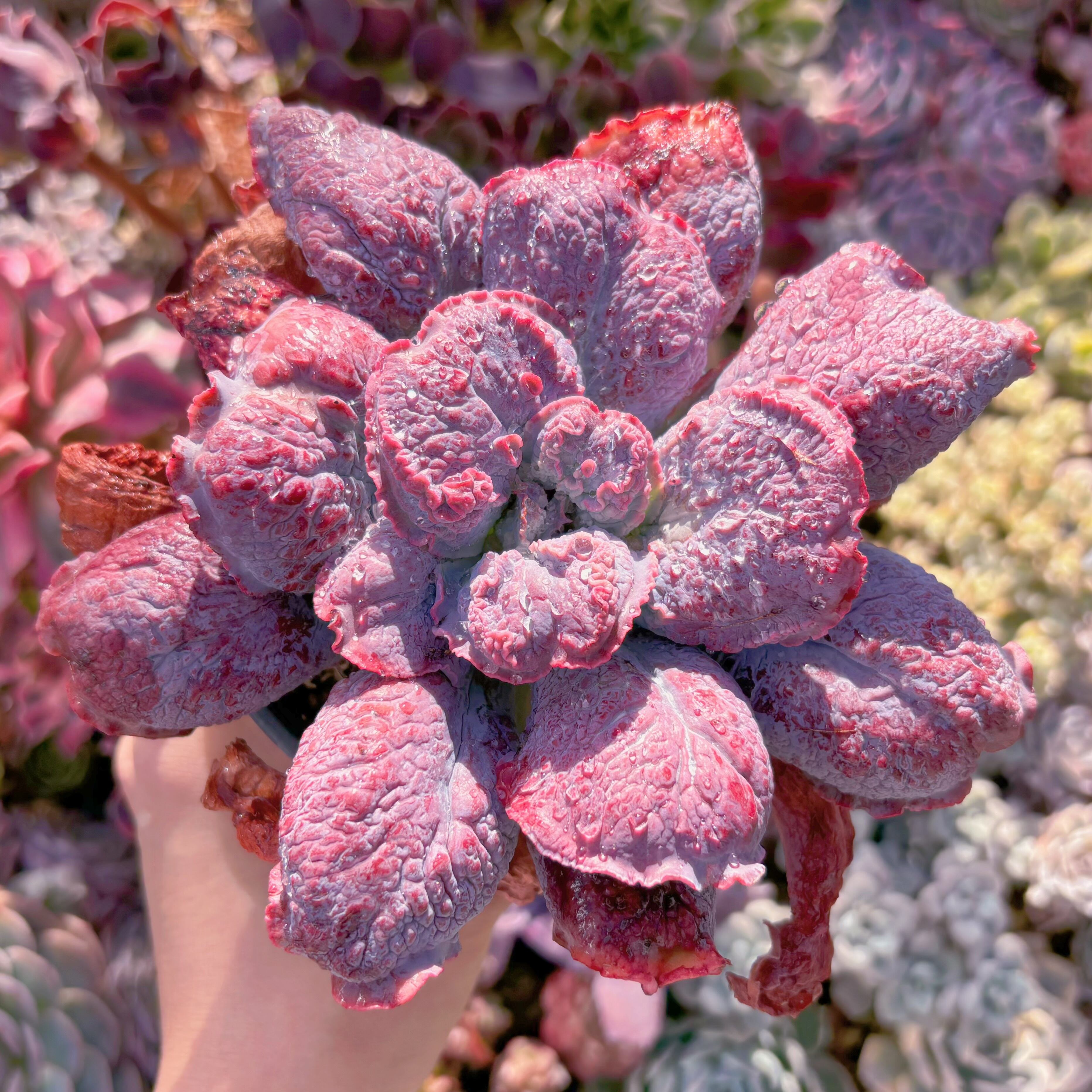 現品　Baron Bold#601　るる農園