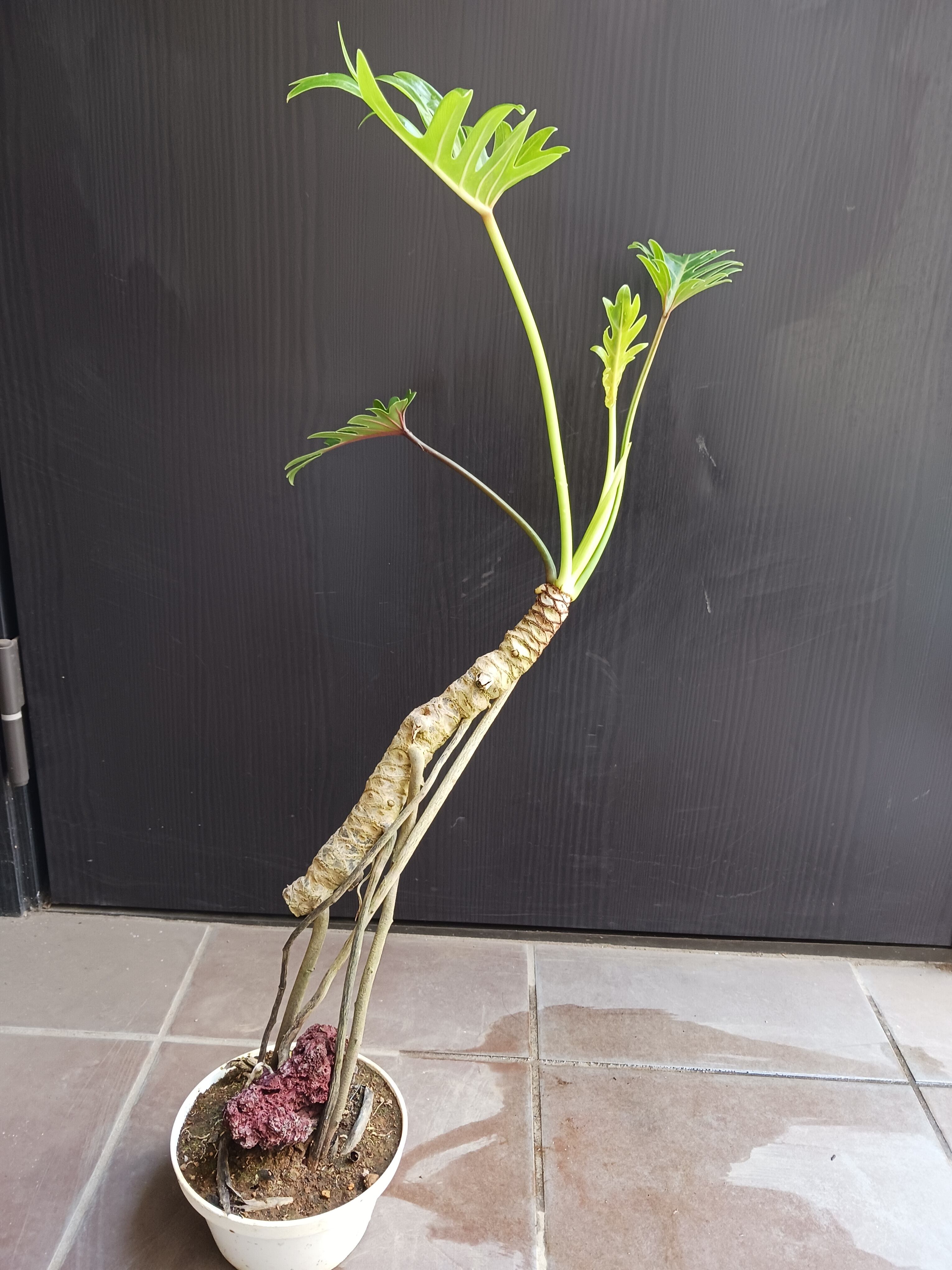 レア☆5 ハマユウ 2株 ハマオモト 6号 赤葉 銅葉 | GreenSecret