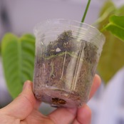 アンスリウム・ベイチー / Anthurium Veitchii / 観葉植物⑭