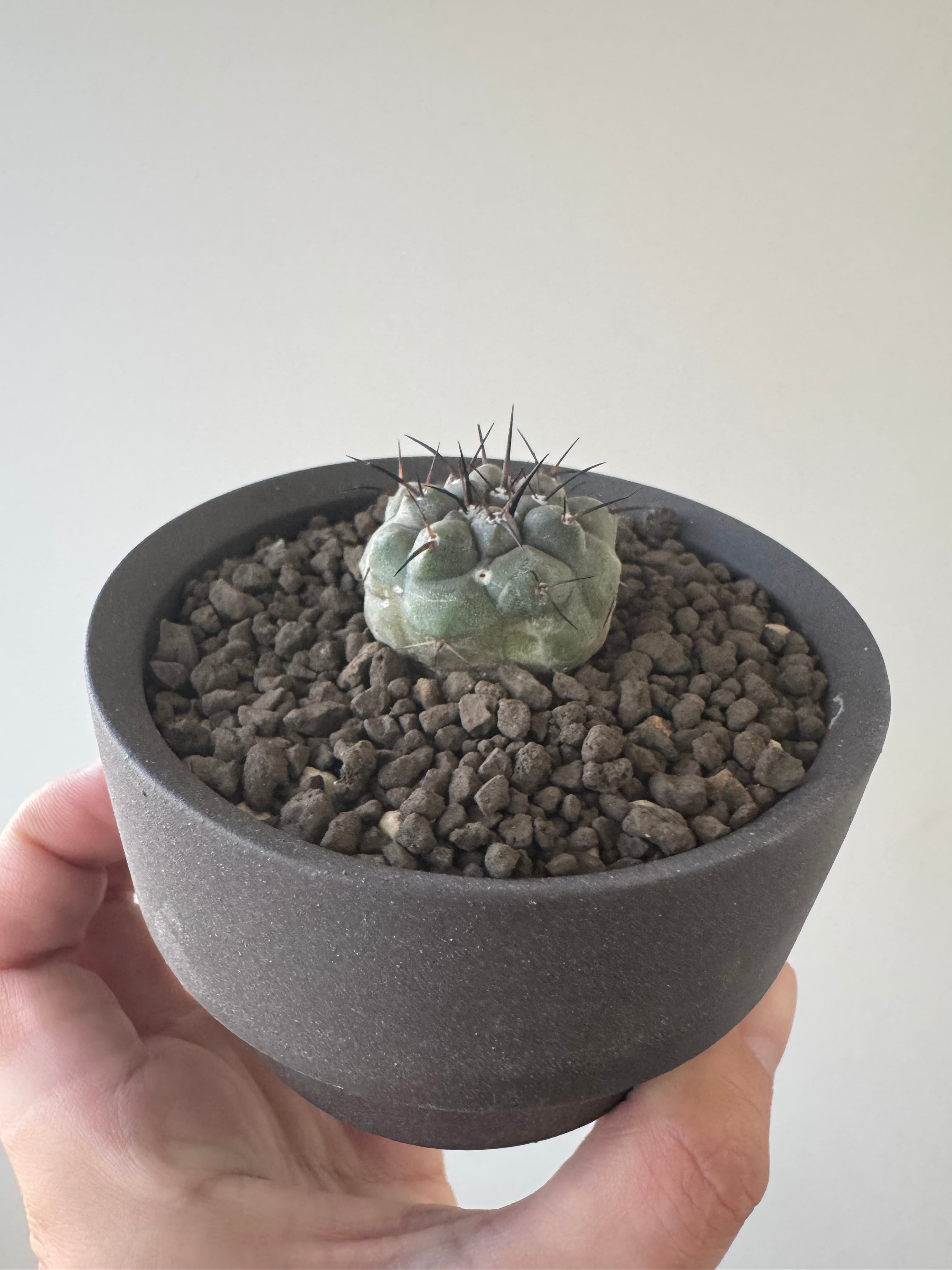 新着】Copiapoa cinerea × VALIEM GHOST【俺の黒王丸】コピアポア