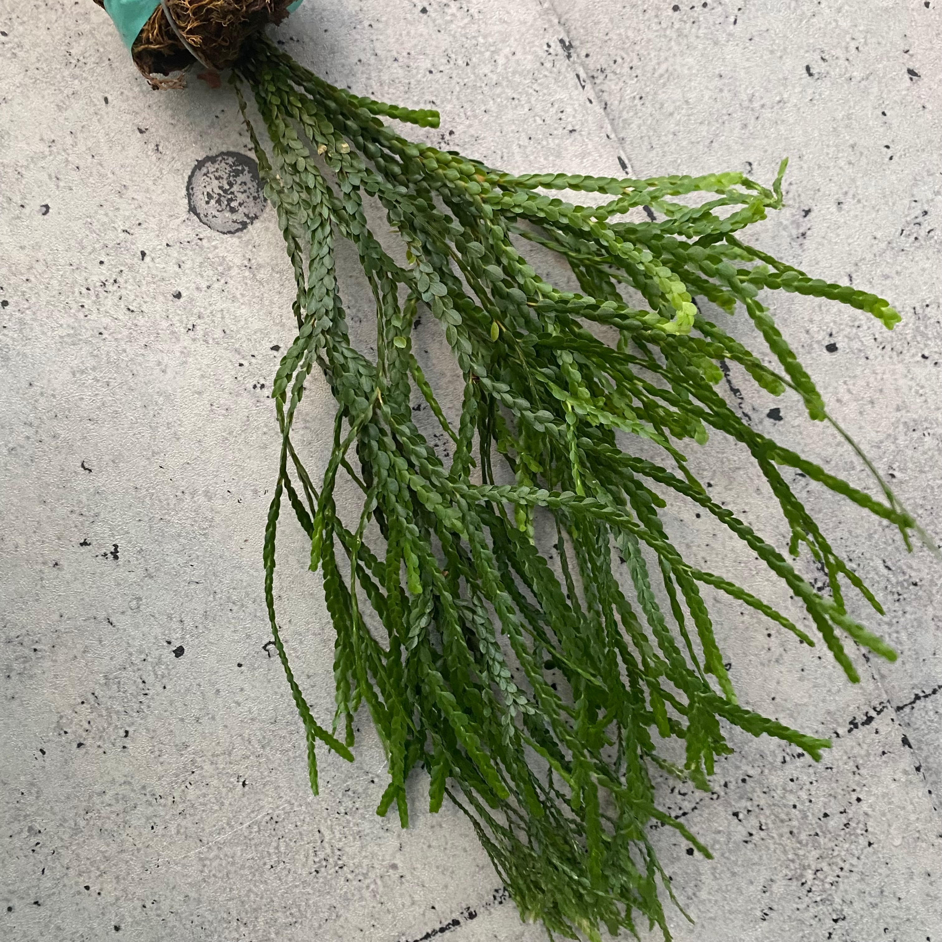 観葉植物 | Planet Plants プラネットプランツ