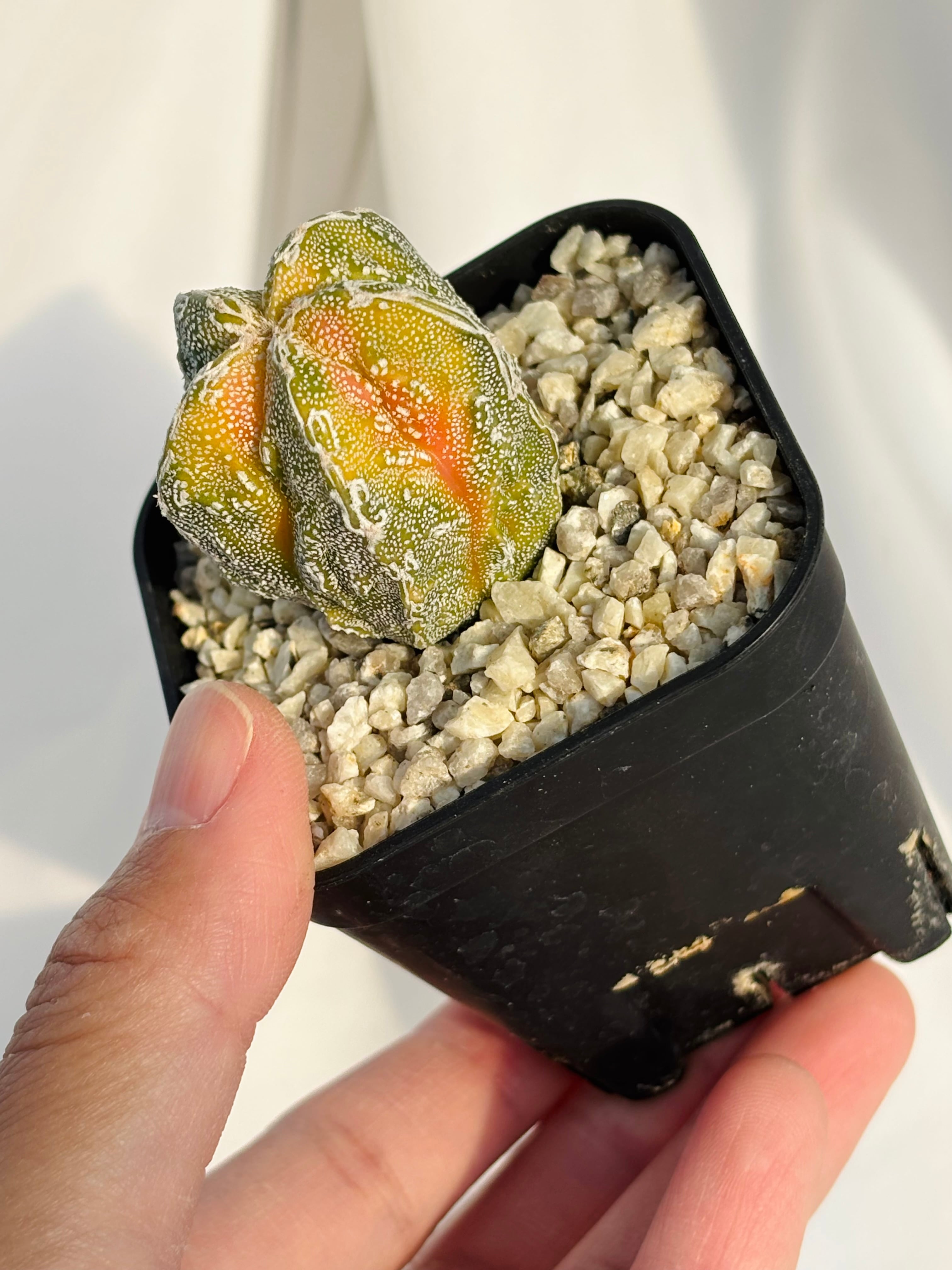 Astrophytum myriostigma アストロフィツム 紅葉白条複隆ランポー 紅葉