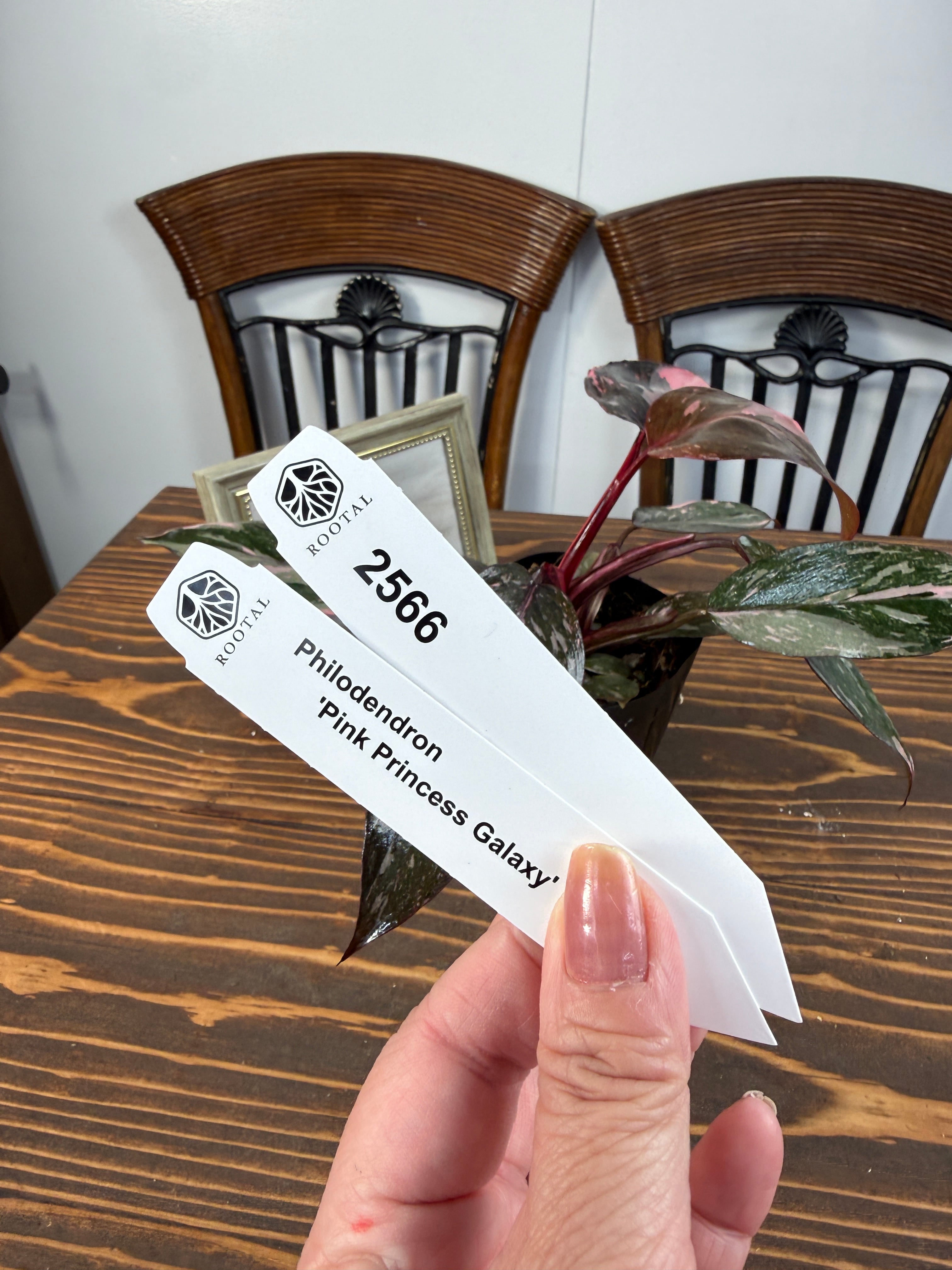 ★2566【桃斑、舞う】フィロデンドロン ピンクプリンセスギャラクシー(3号ポット)