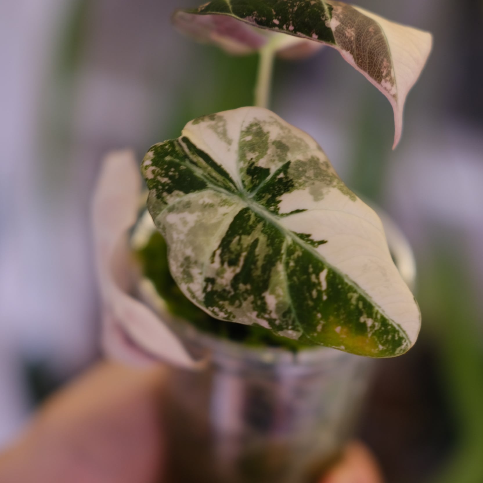 Alocasia Black Velvet Pink Albo③│アロカシア ブラックベルベット