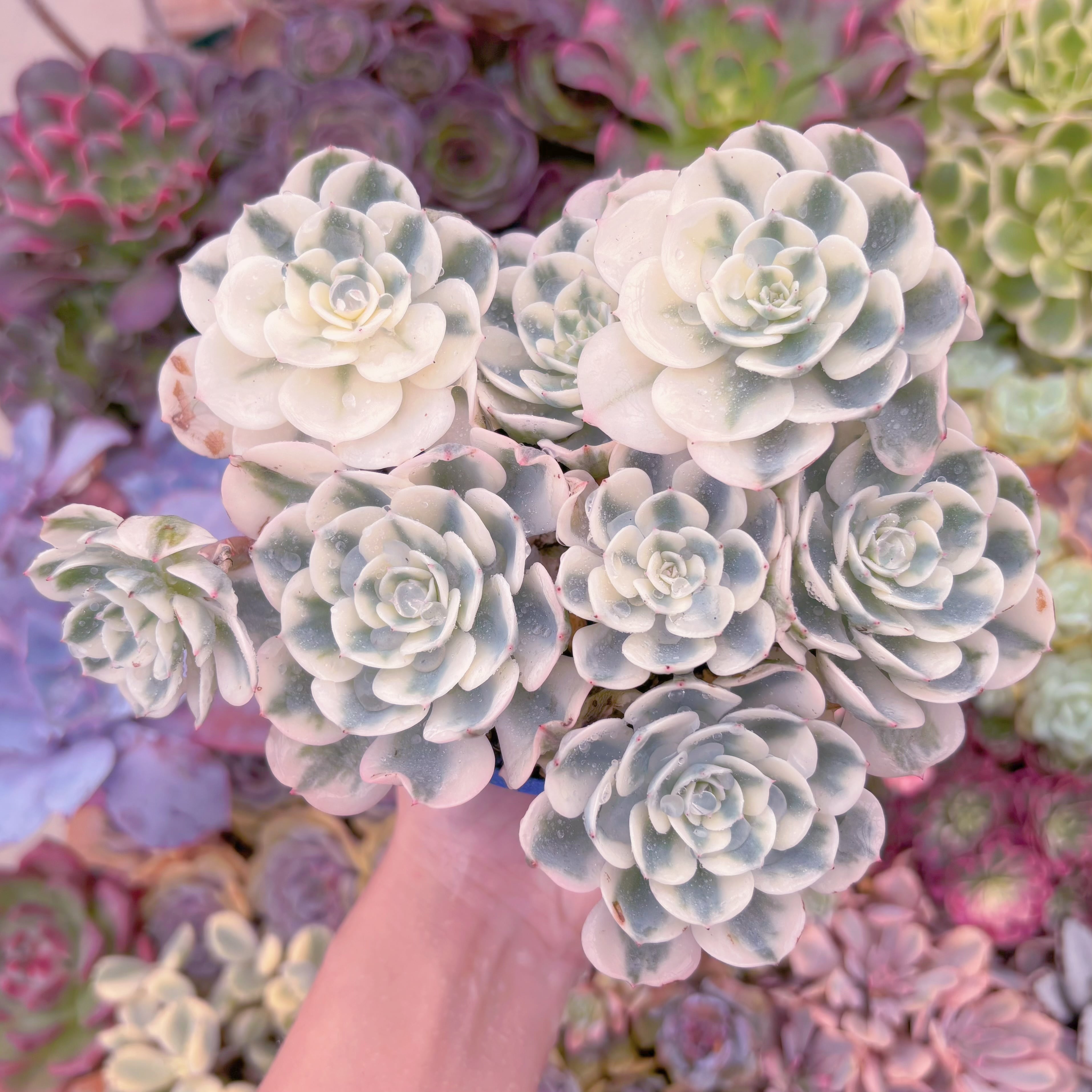 現品　ルノーディーン錦 #624　大群生　新入荷　るる農園