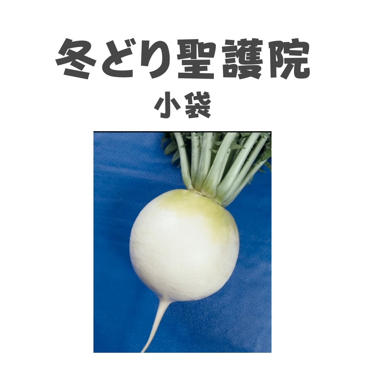 冬どり聖護院 ダイコン種子・DF小袋