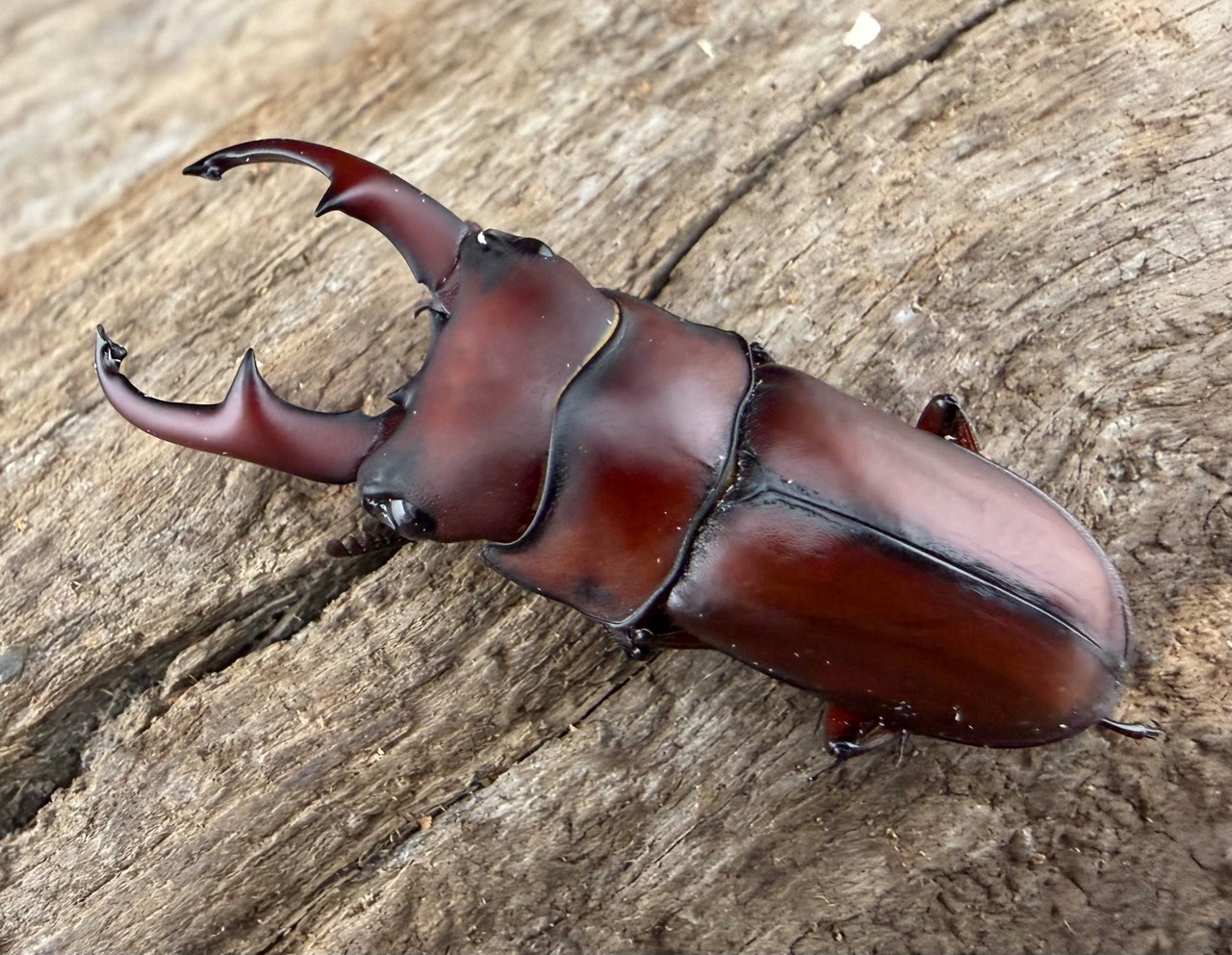 《アキソプシスコクワガタ 32.5mm ペア》ブリーダー様委託個体