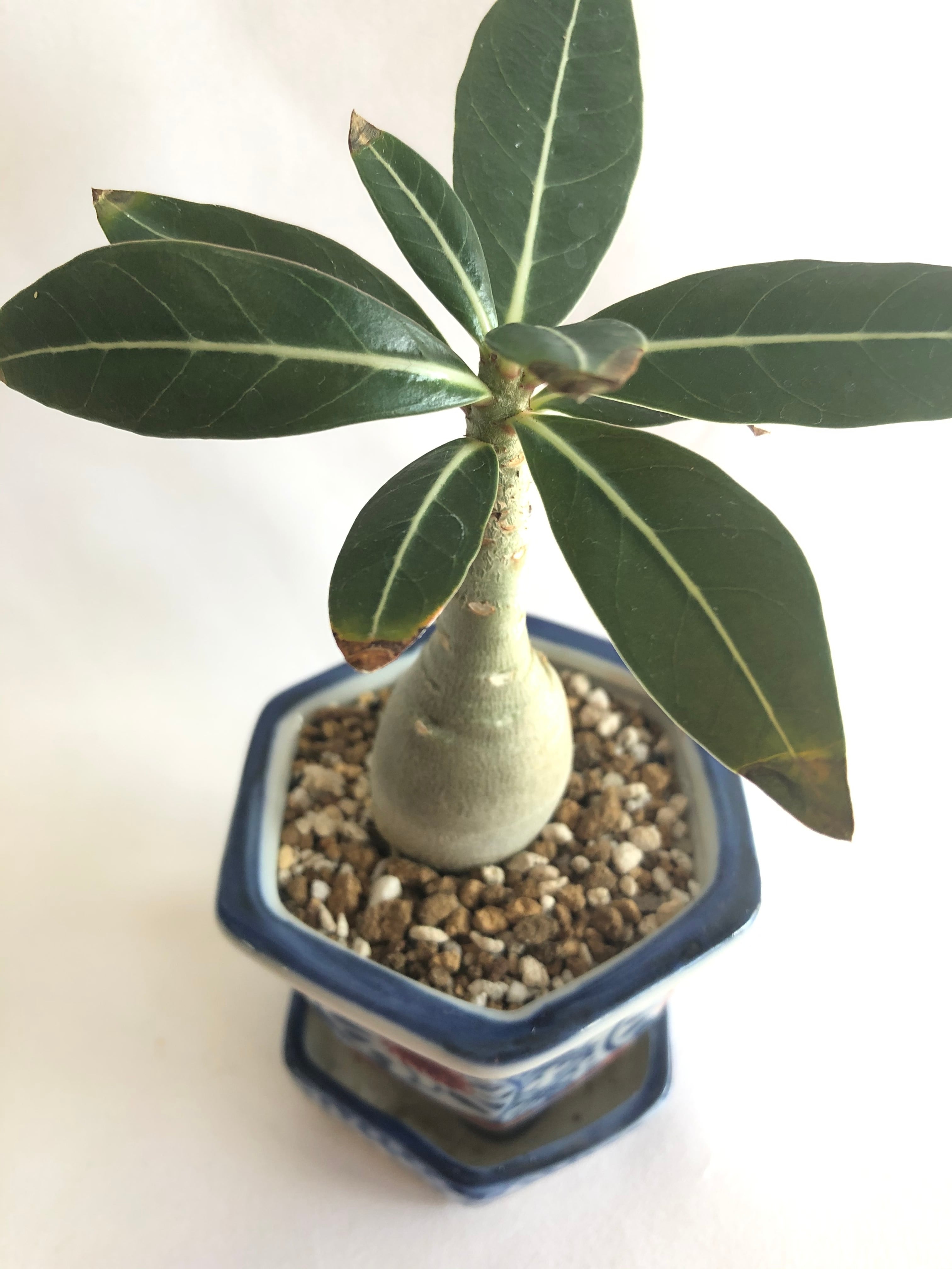 Adenium obesum アデニウム オベスム 塊根植物 コーデックス | plants