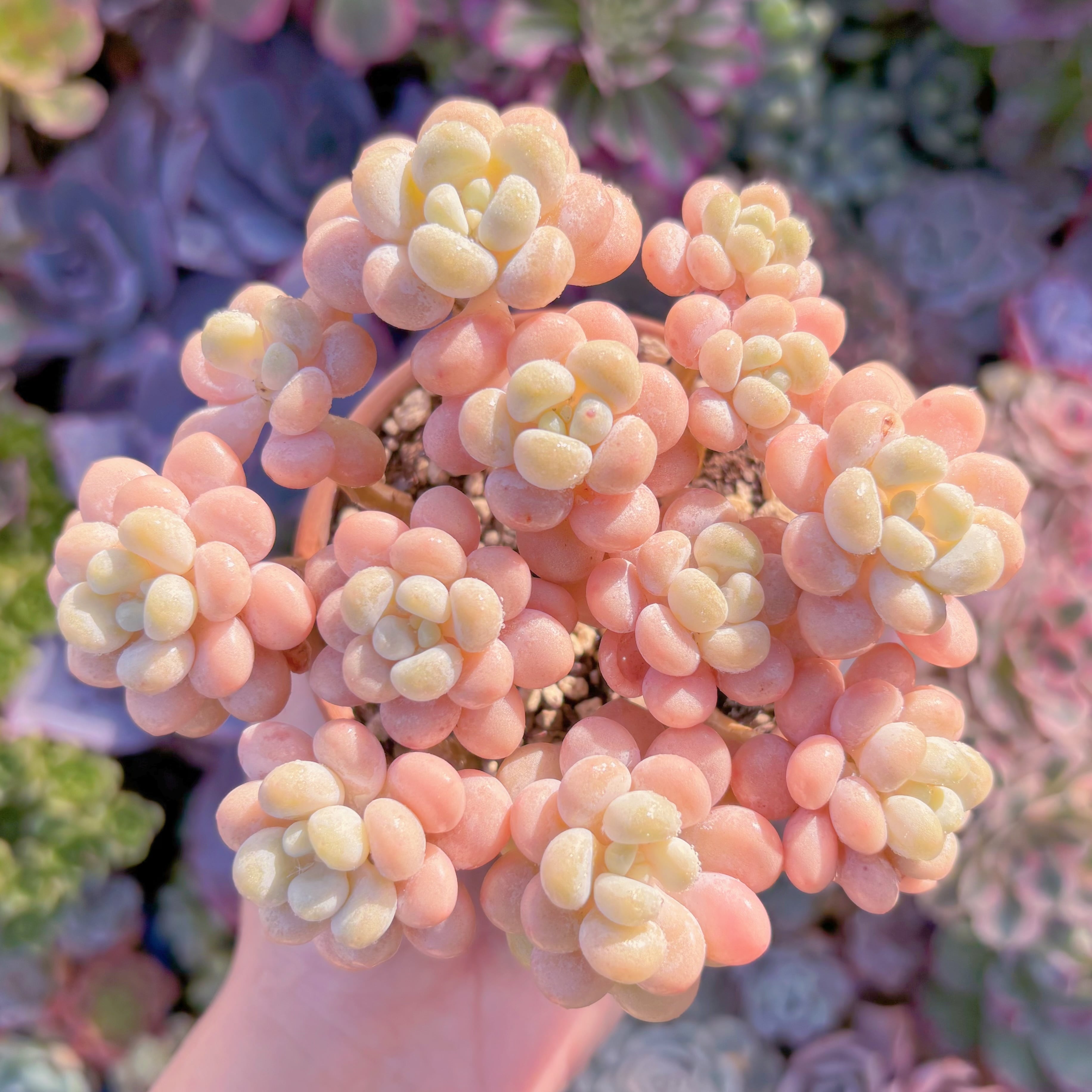 現品　丸葉ストロベリーミルク#600　群生　るる農園