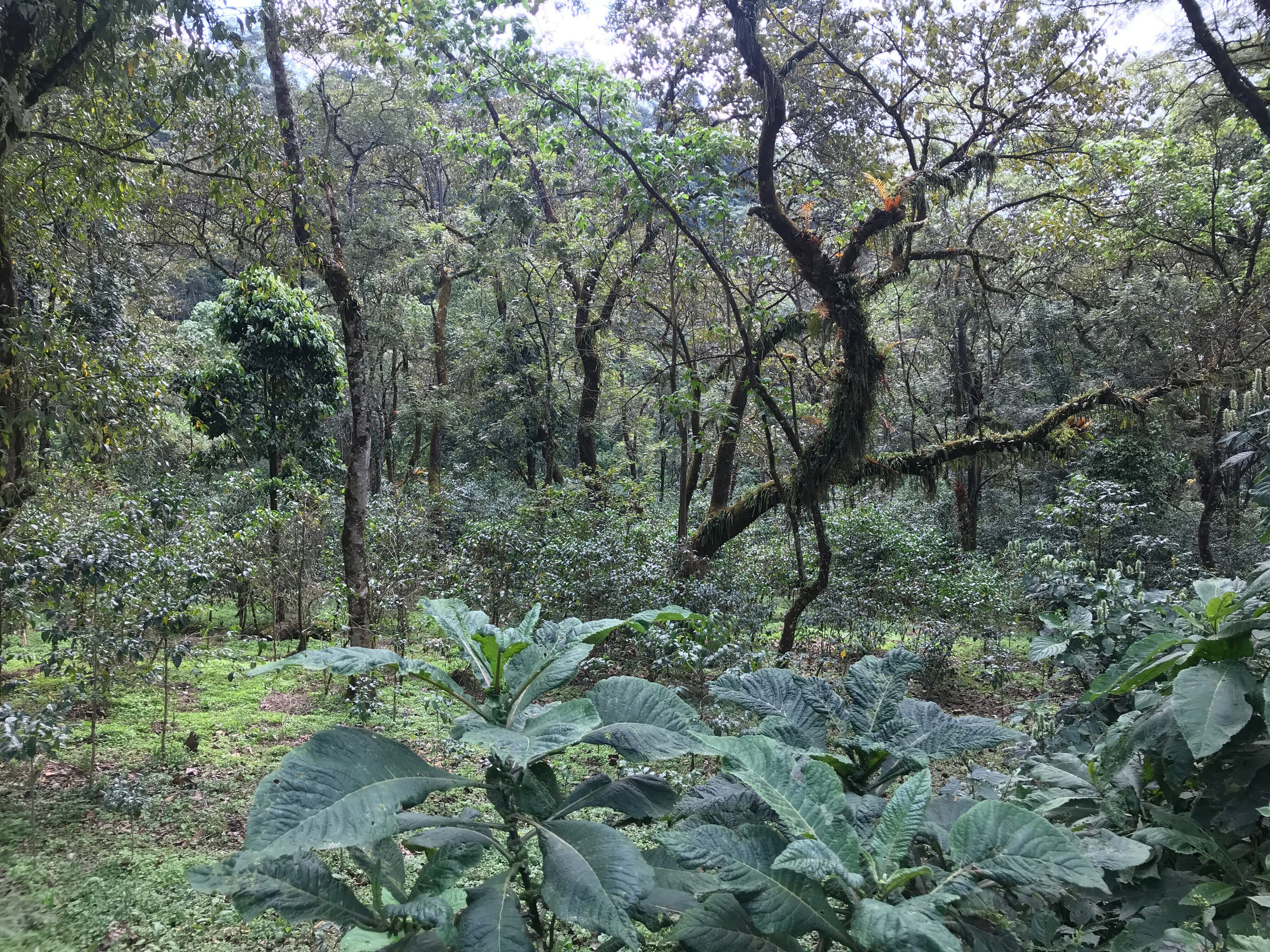 【コーヒー生豆格安】エチオピア・シャキソ G1・ナチュラル 10kg 未開封 コーヒー生豆格安】エチオピア・シャキソ G1・ナチュラル 10kg