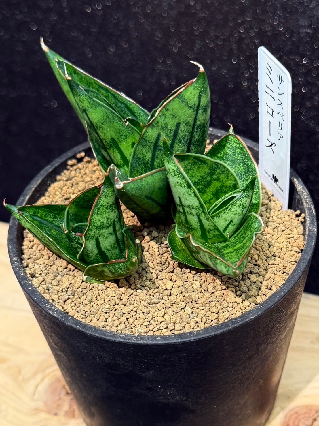 ミニローズ サンセベリア 2.5号 希少 レア 原種希少品種 観葉植物 空気