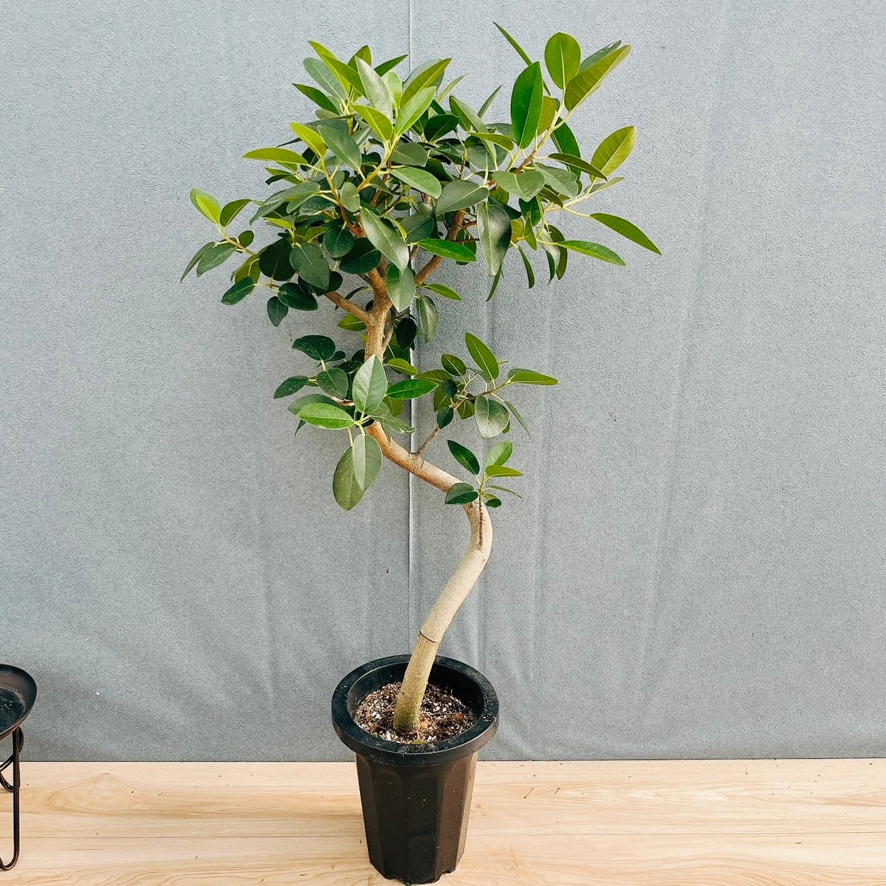 現品］【希少】2番 サボテン セレウス ペルビアナス スピラリス 8号