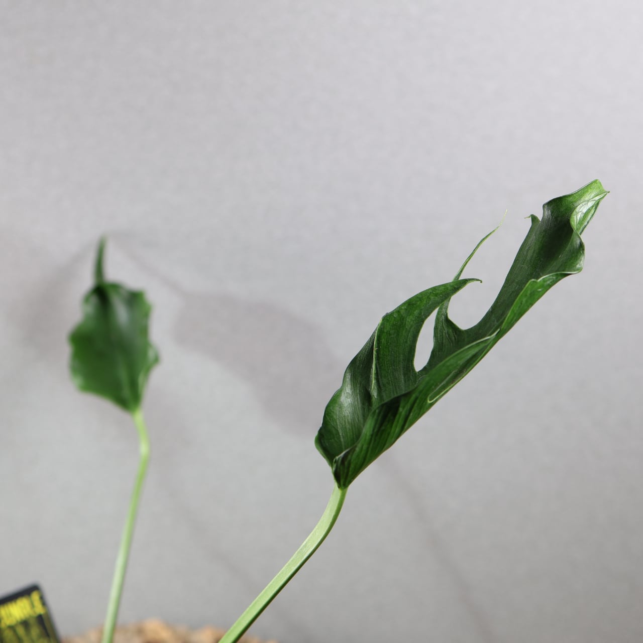 838『urban jungle Monstera deliciosa 'Unniiae'』観葉植物 一点もの