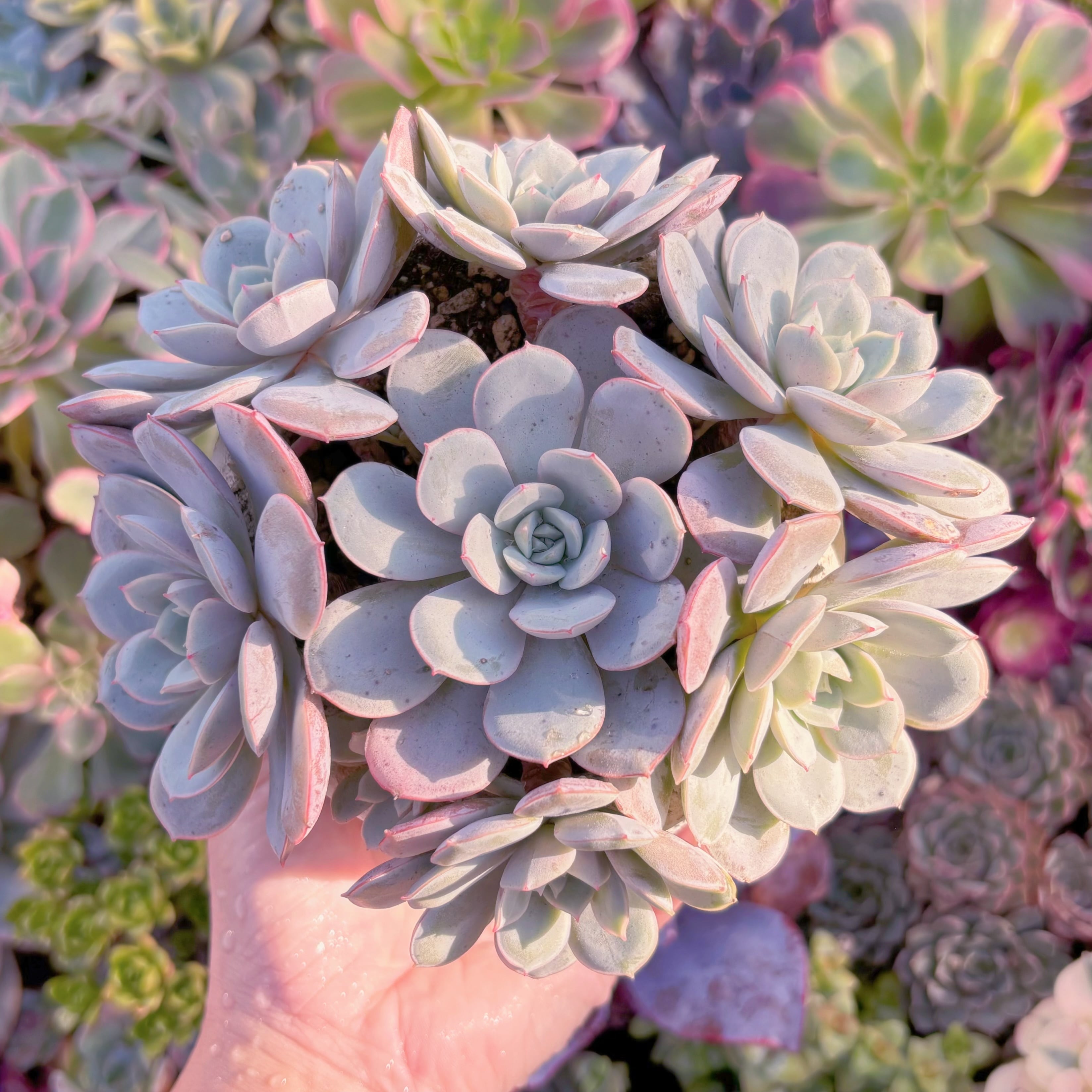 現品　凌波仙子（りょうはせんし）#A080　群生　新入荷　るる農園