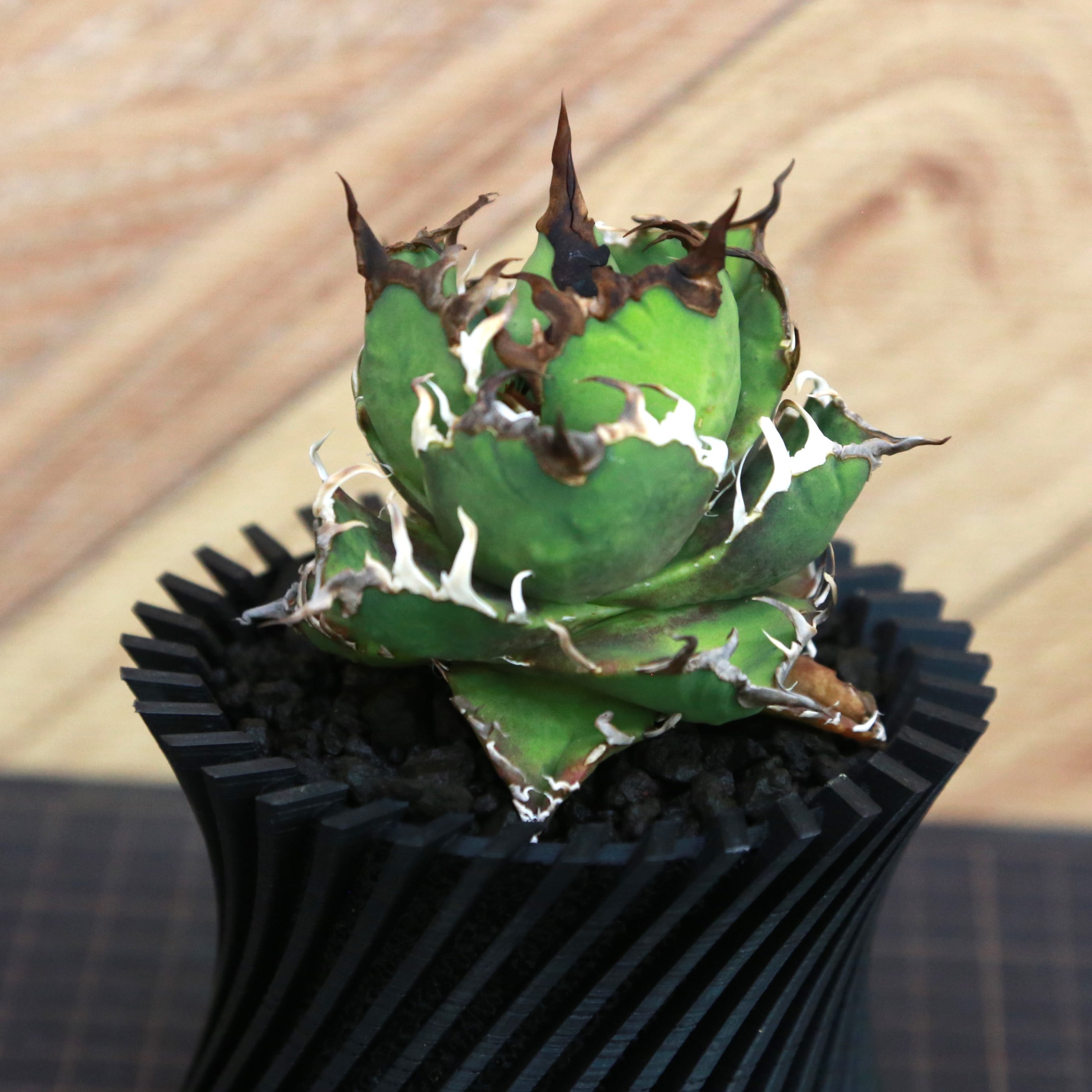Agave Titanota Super Red Catweezle アガベ チタノタ スーパーレッド