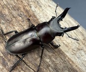 【WD】2025新種オニクワガタ《Prismognathus zhihongi 32.5mm A'品ペア》