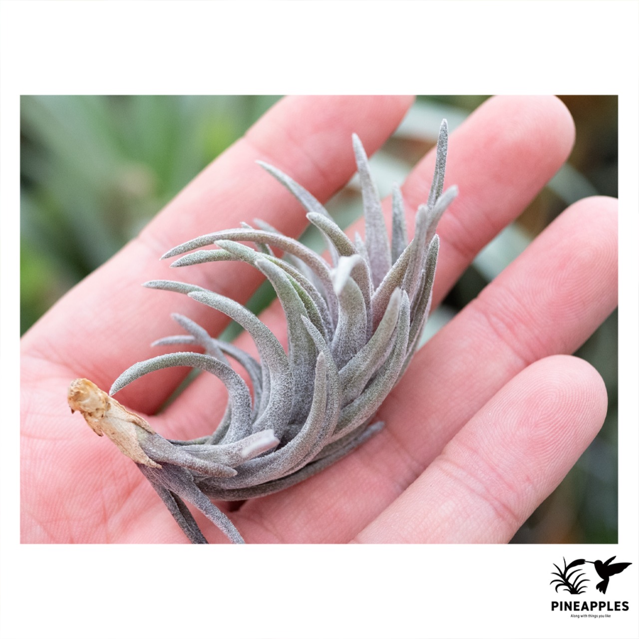 Tillandsia neglecta 'Dark Clone' - 1