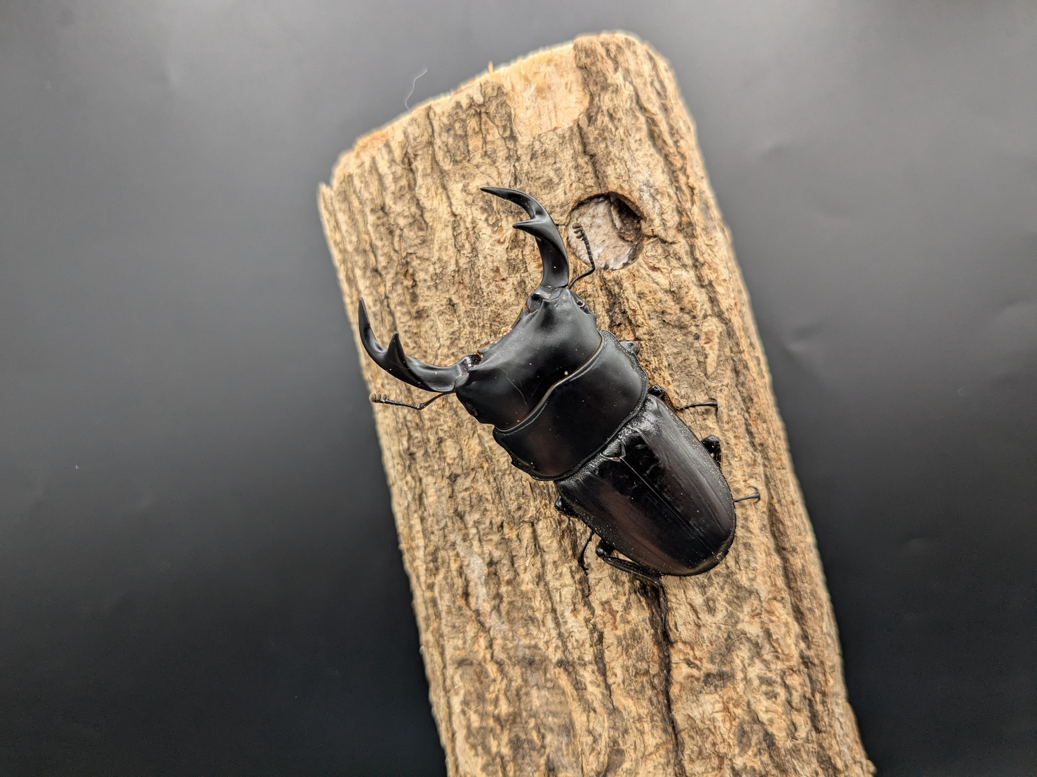 WDクルビデンスオオクワガタ ♂67mm♀38mmペア