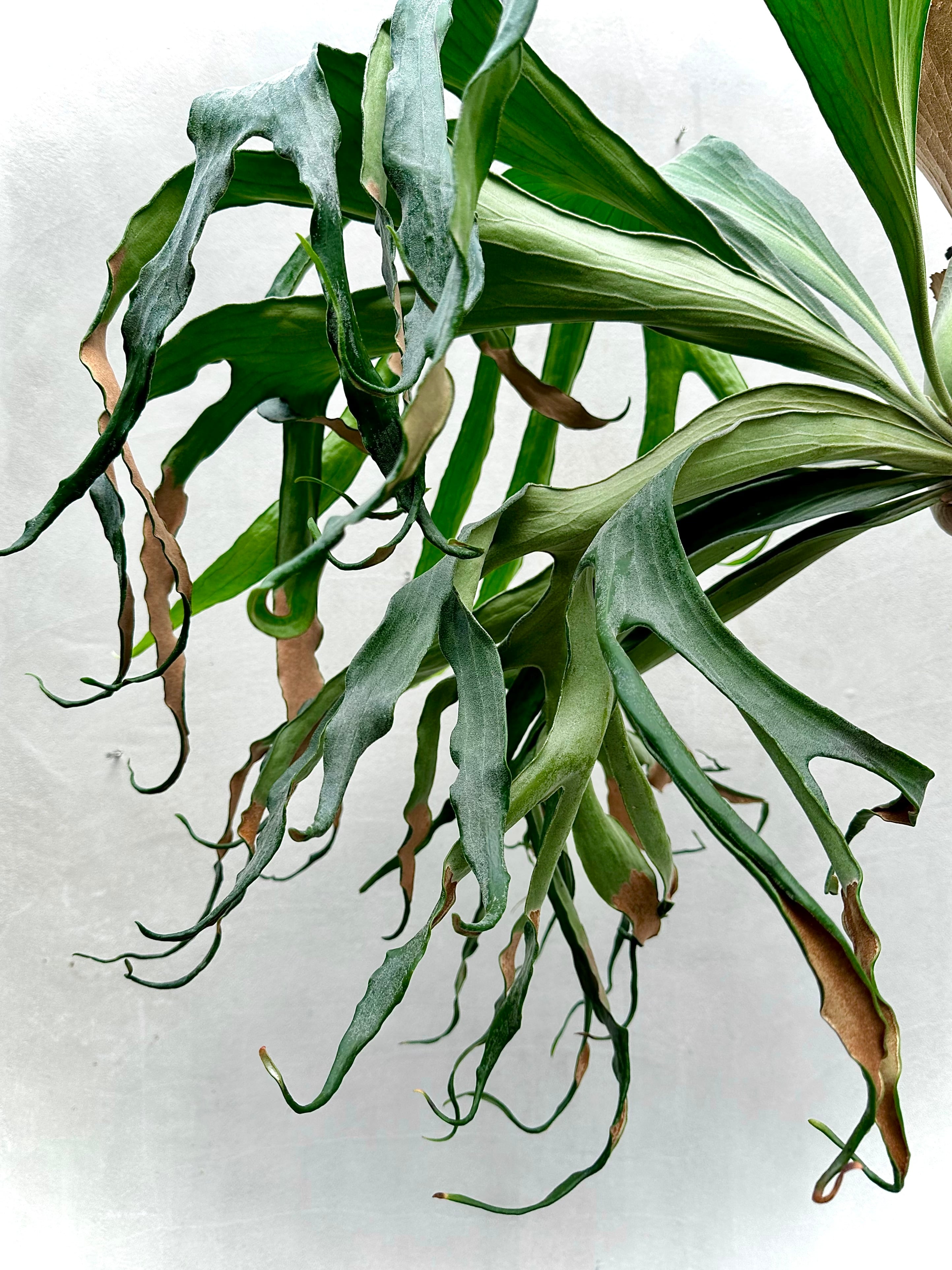 c) P. hillii 'Rod Pattison' (RP) spore grown ④ ビカクシダ ヒリー