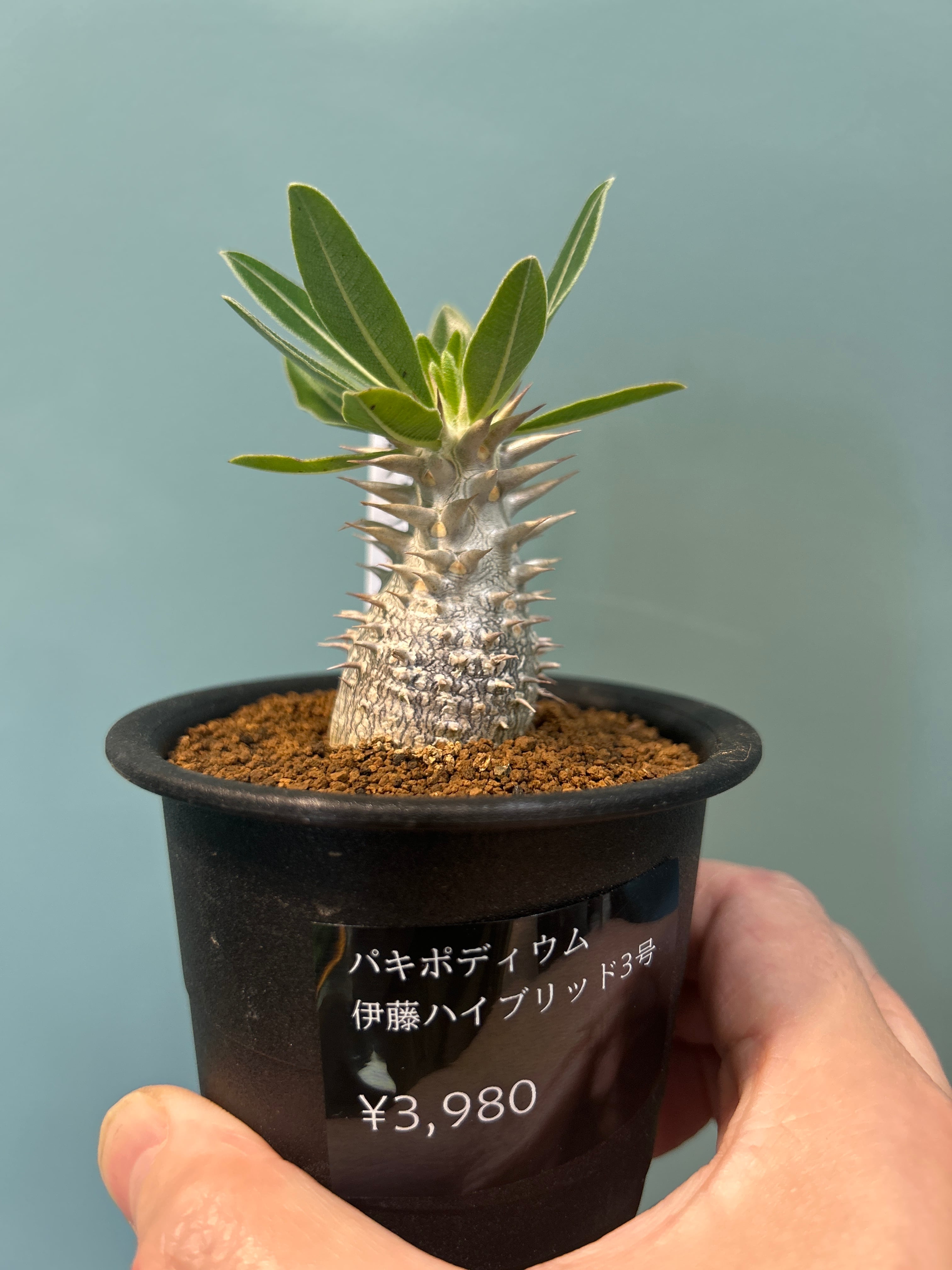 スザンナエ綴化 接ぎ木3.5号 | 植物との暮らし apricot