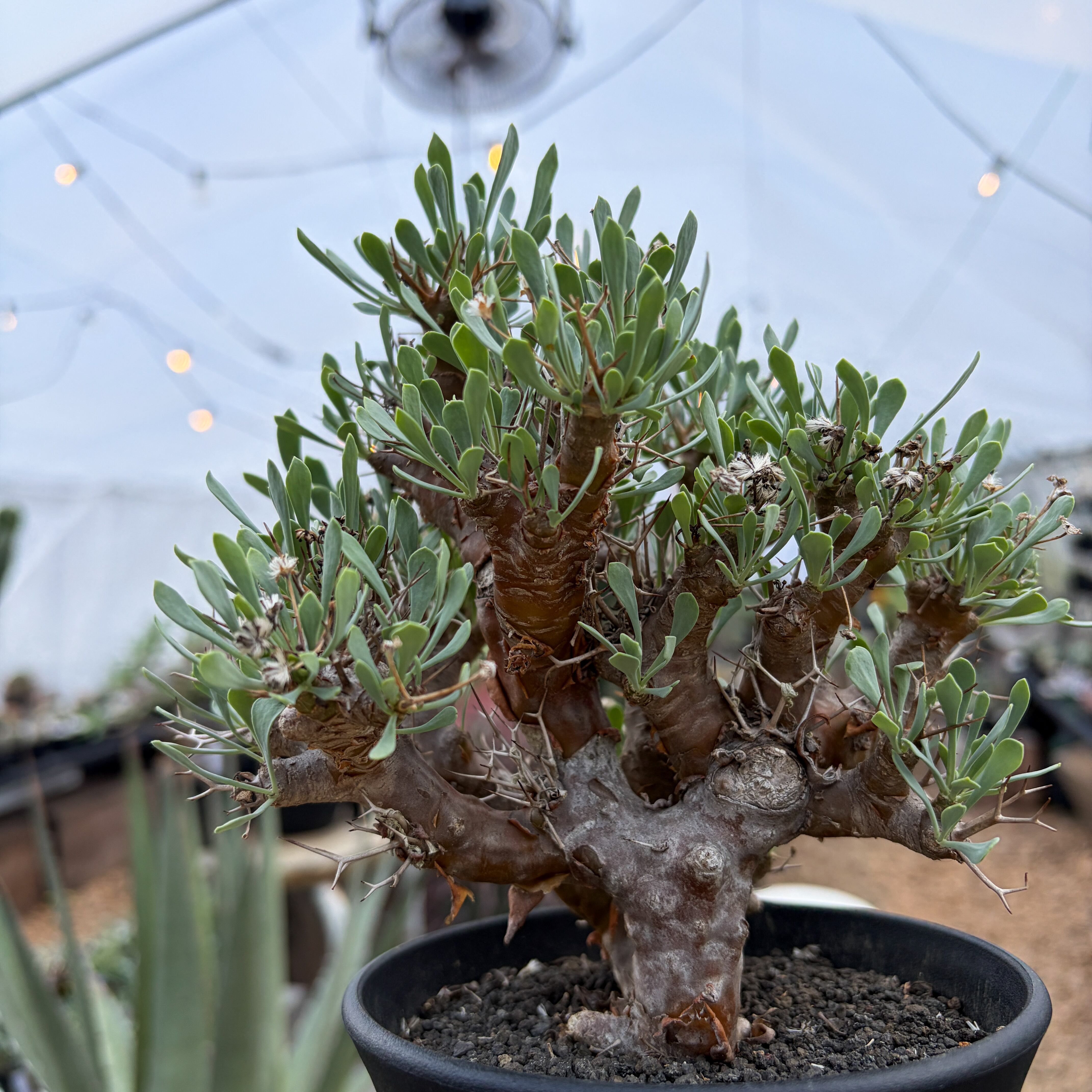 Othonna euphorbioides【オトンナ・ユーフォルビオイデス・実生