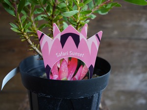 【現物】リューカデンドロン　”Safari Sunset”　６号