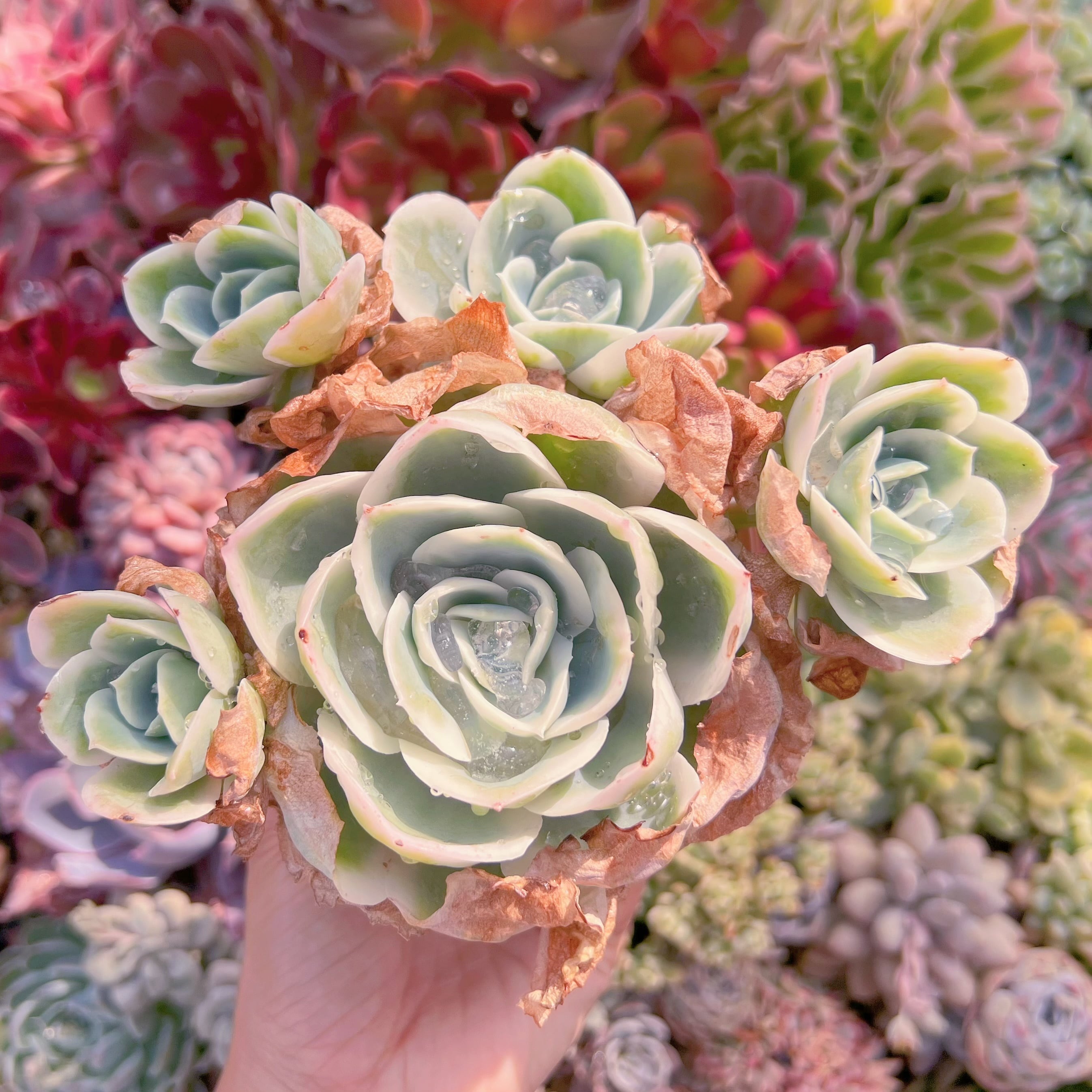 現品　レモンローズ錦#A87　大群生　新入荷　るる農園