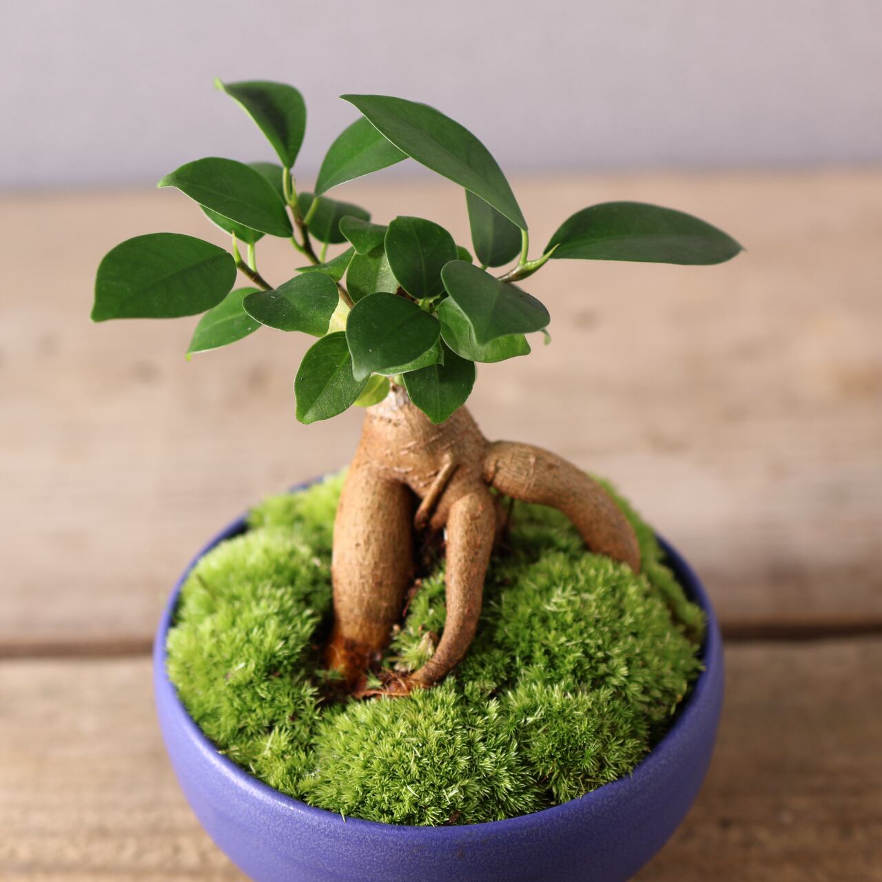 406 小さな幸せを宿す『ガジュマル 盆栽風』観葉植物 【送料無料