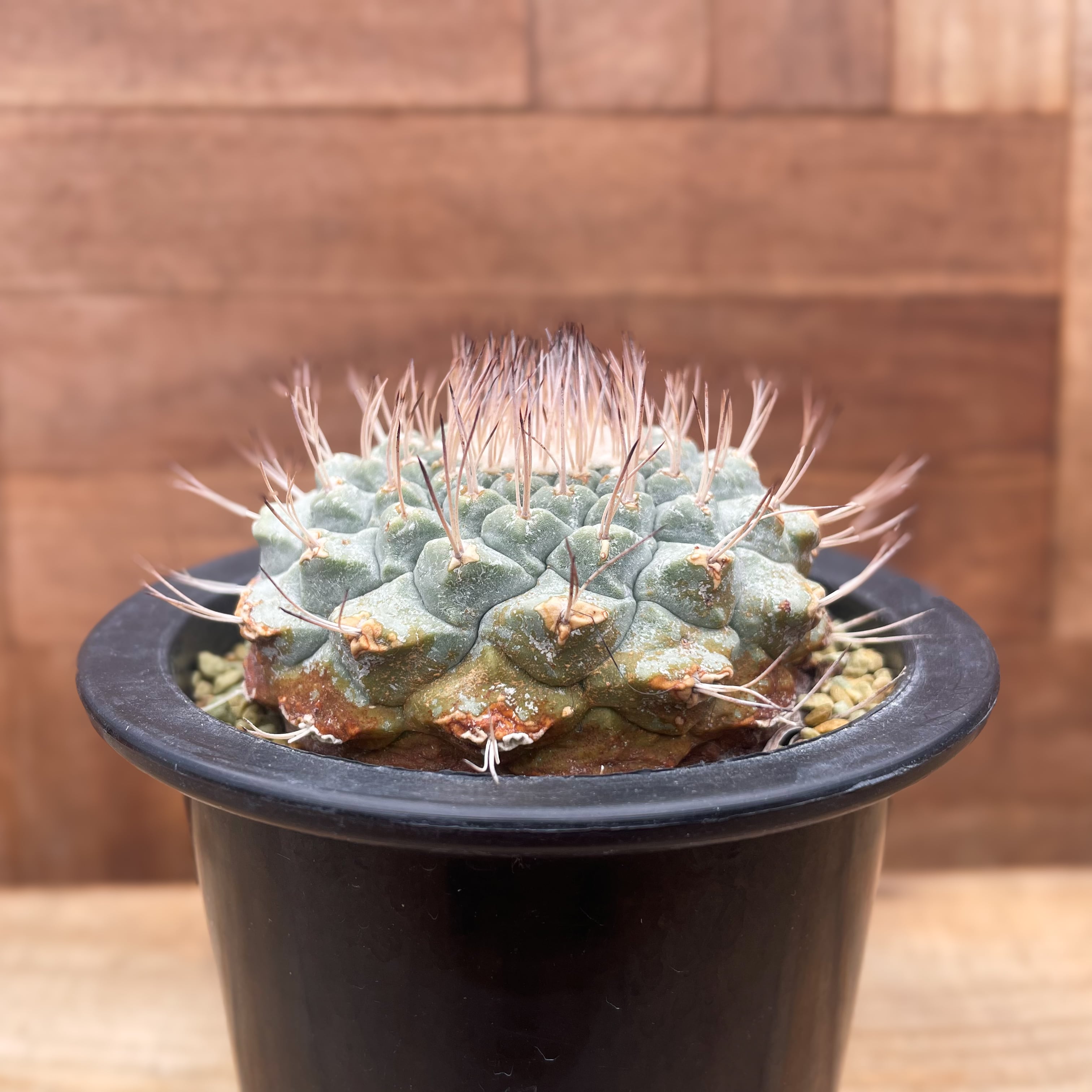サボテン 菊水 大疣 Pay ストロンボカクタスsolomon pot toky 陶器鉢