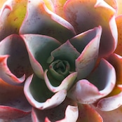 カット苗 アフターグロウ 大株 Echeveria 'Afterglow'