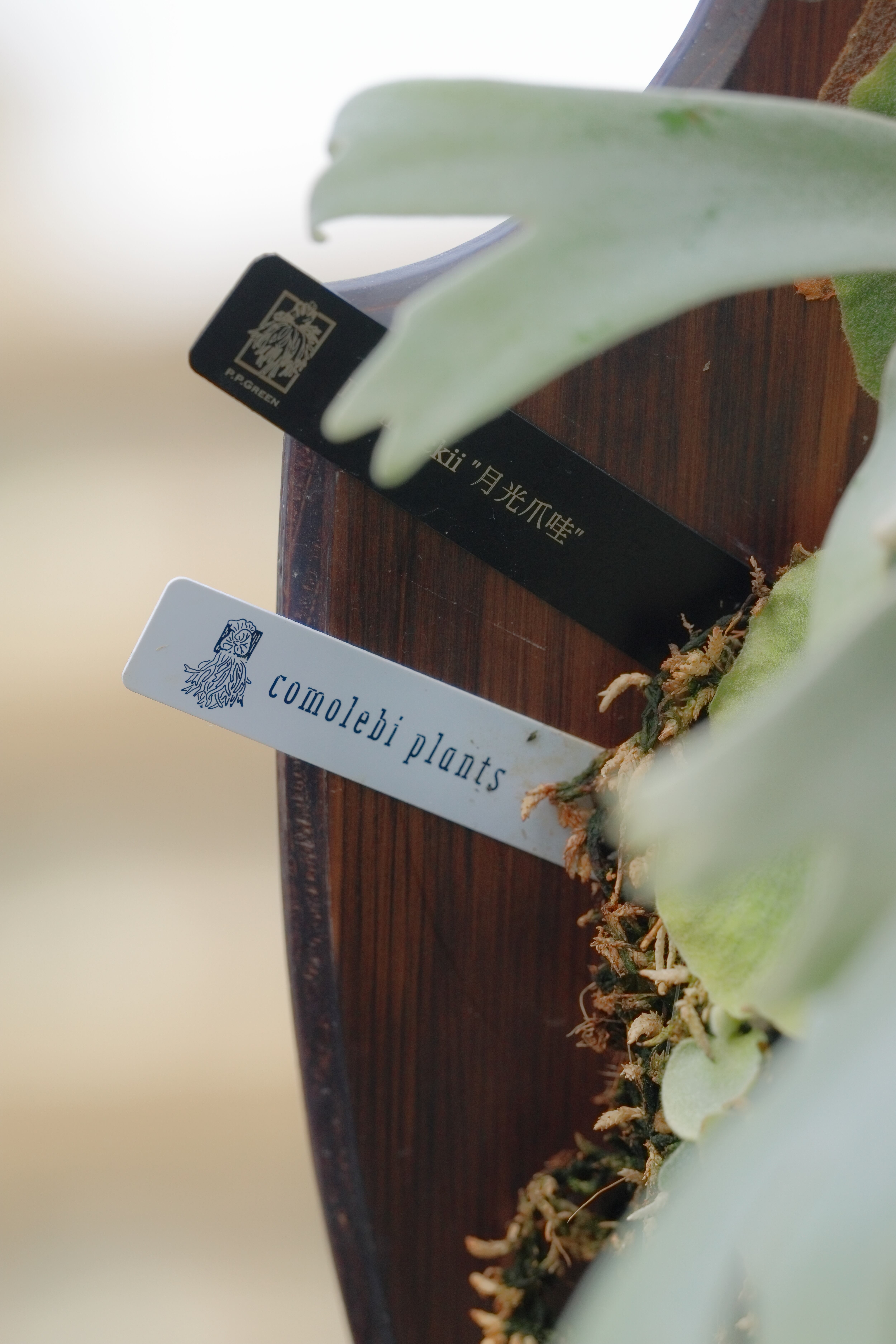 P.Willinckii 月光爪哇 Pups | P.P.Green