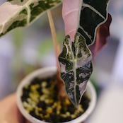 Alocasia Amazonica Polly Pink varigated⑥│アロカシア アマゾニカ ポリー ピンク斑入 | 観葉植物