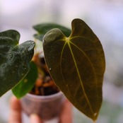 Anthurium Papillilaminum Guna Yala x Forgetii Dark│観葉植物