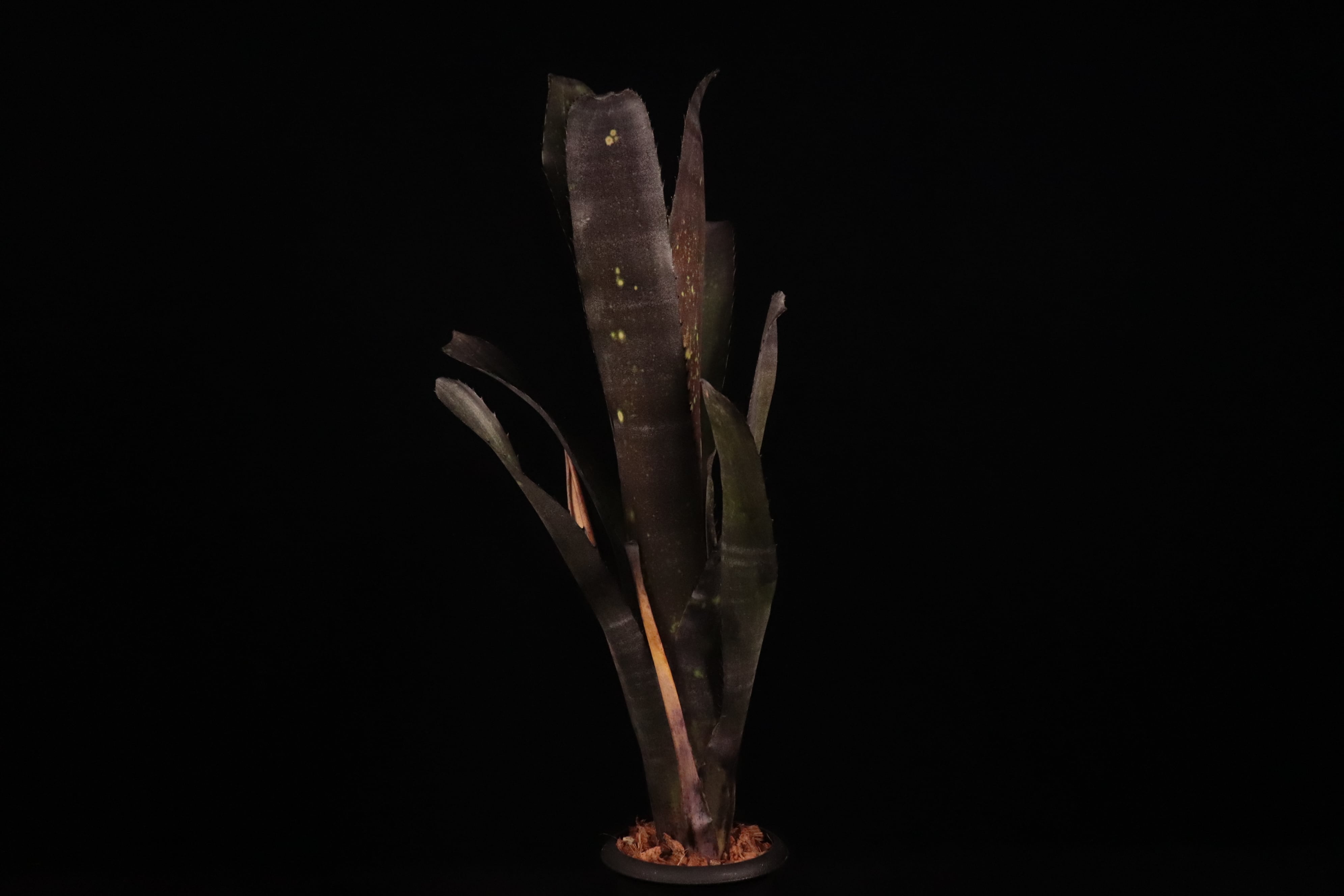 reserved】Billbergia 'Dark Prince'〔ビルベルギア〕現品発送B0276