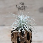 【送料無料】テクトラム M〔エアプランツ〕現品発送T1549
