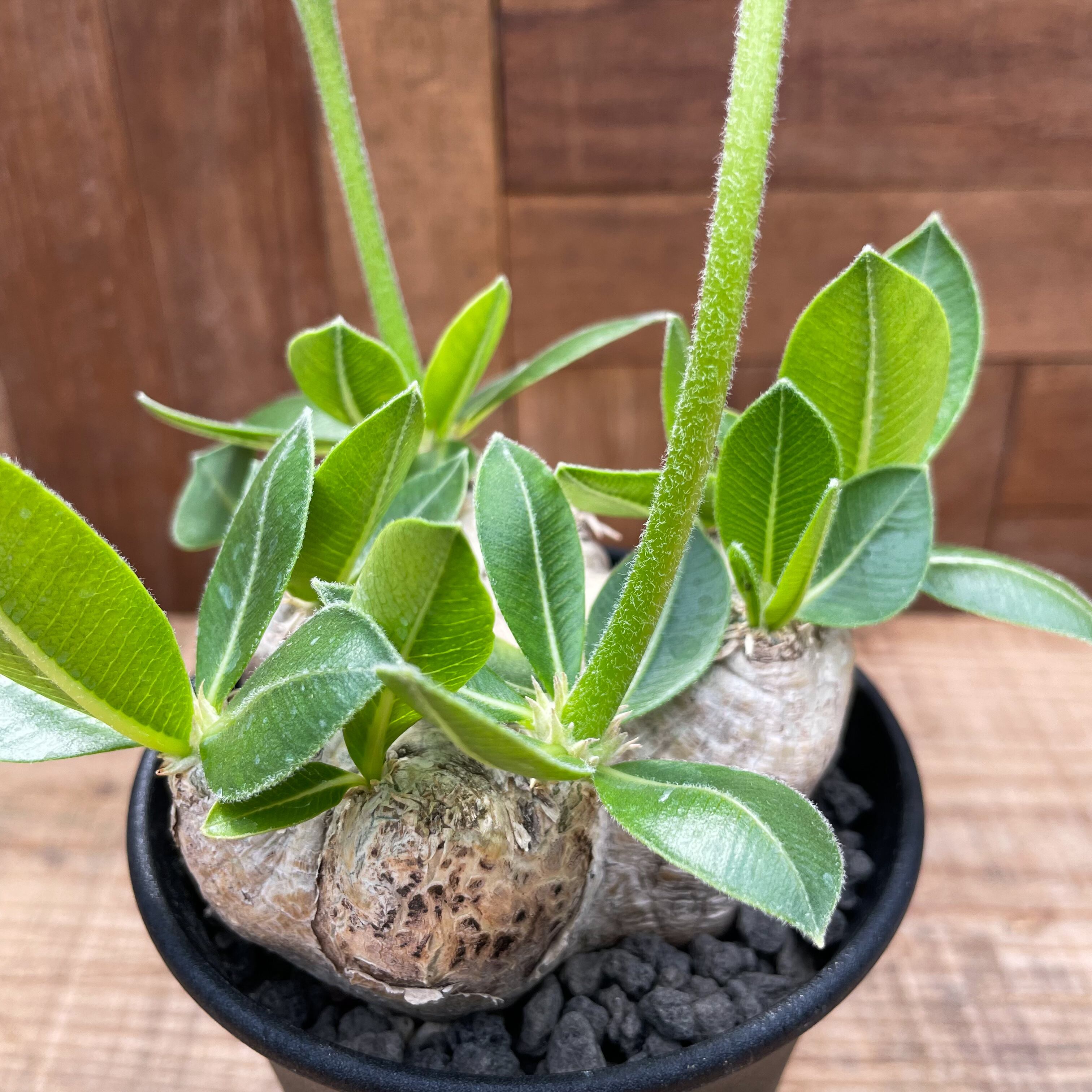 Pachypodium brevicaule【パキポディウム・ブレビカウレ】 | RIMO 