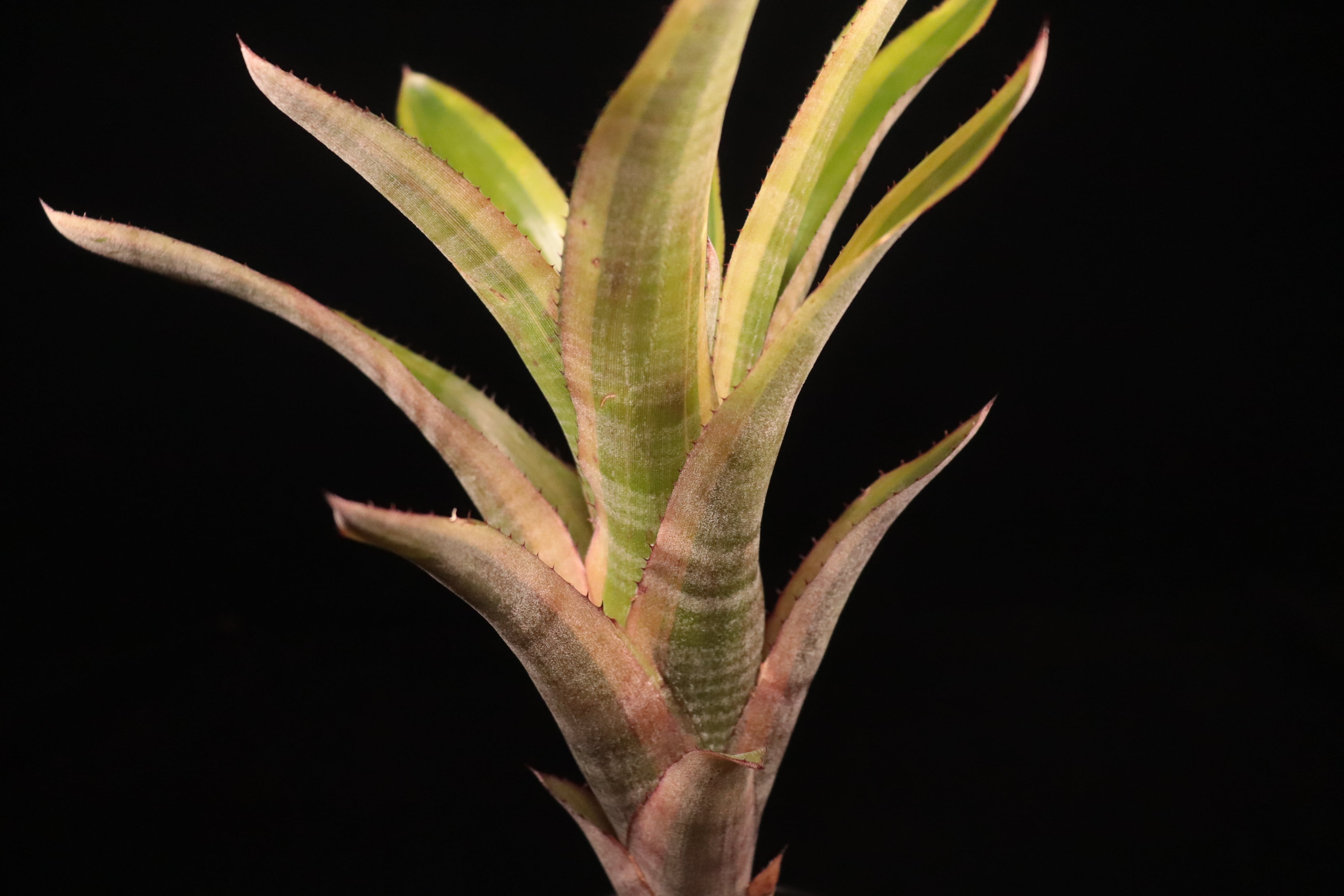 Quesnelia testudo 'Farro'〔ケスネリア〕Q36 | plane plants