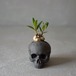 plants born （small human）dark gray 上海の女王